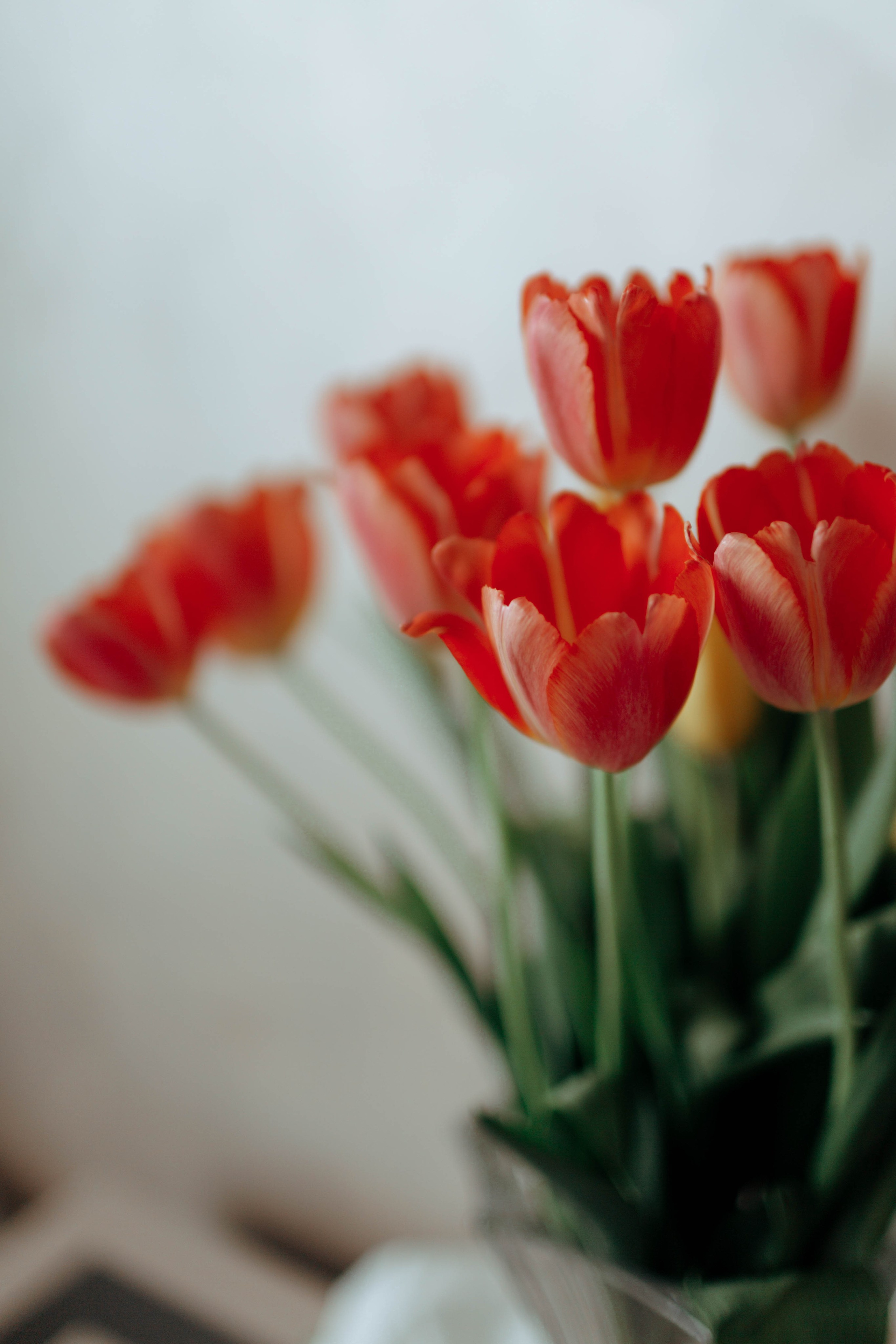 Tulips. Фотограф и видеограф Мария Банщикова, Солнечногорск, Москва