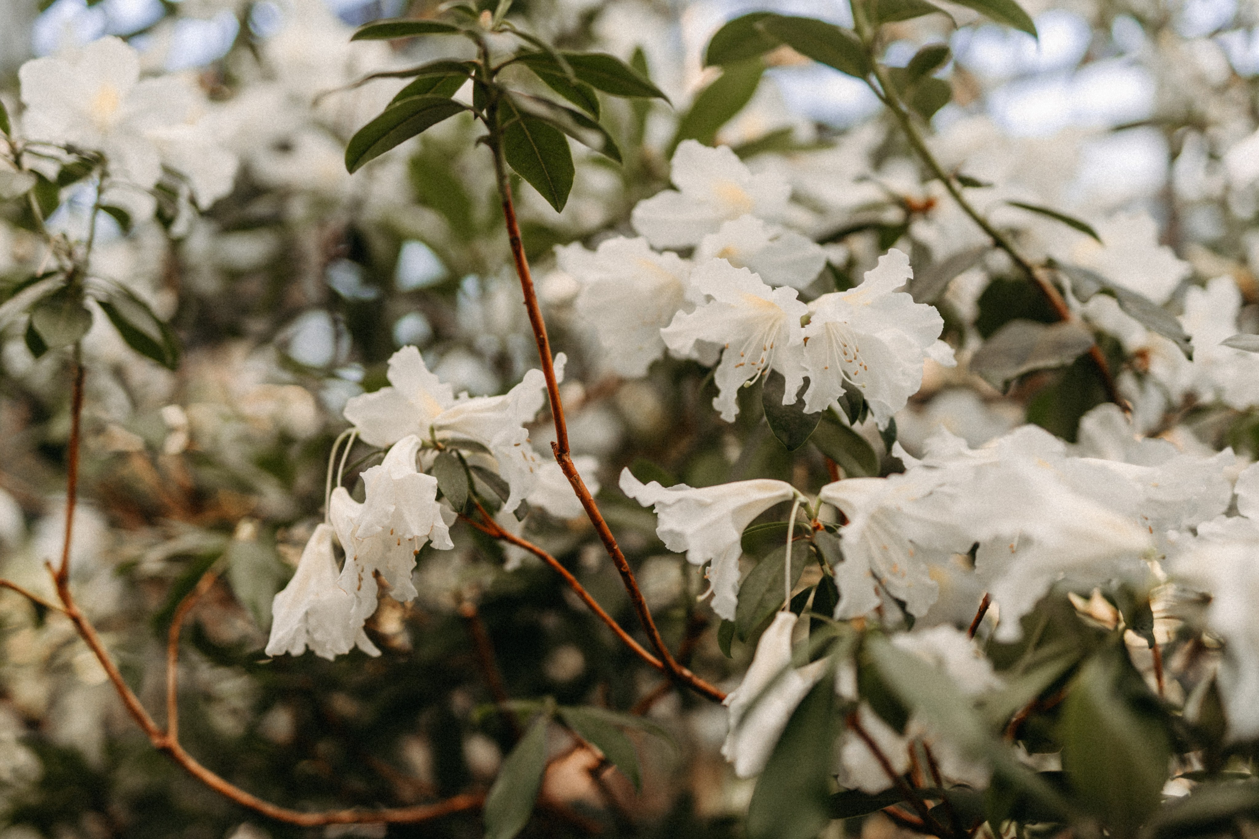 Там, где круглый год весна. Фотограф Наталья Колганова