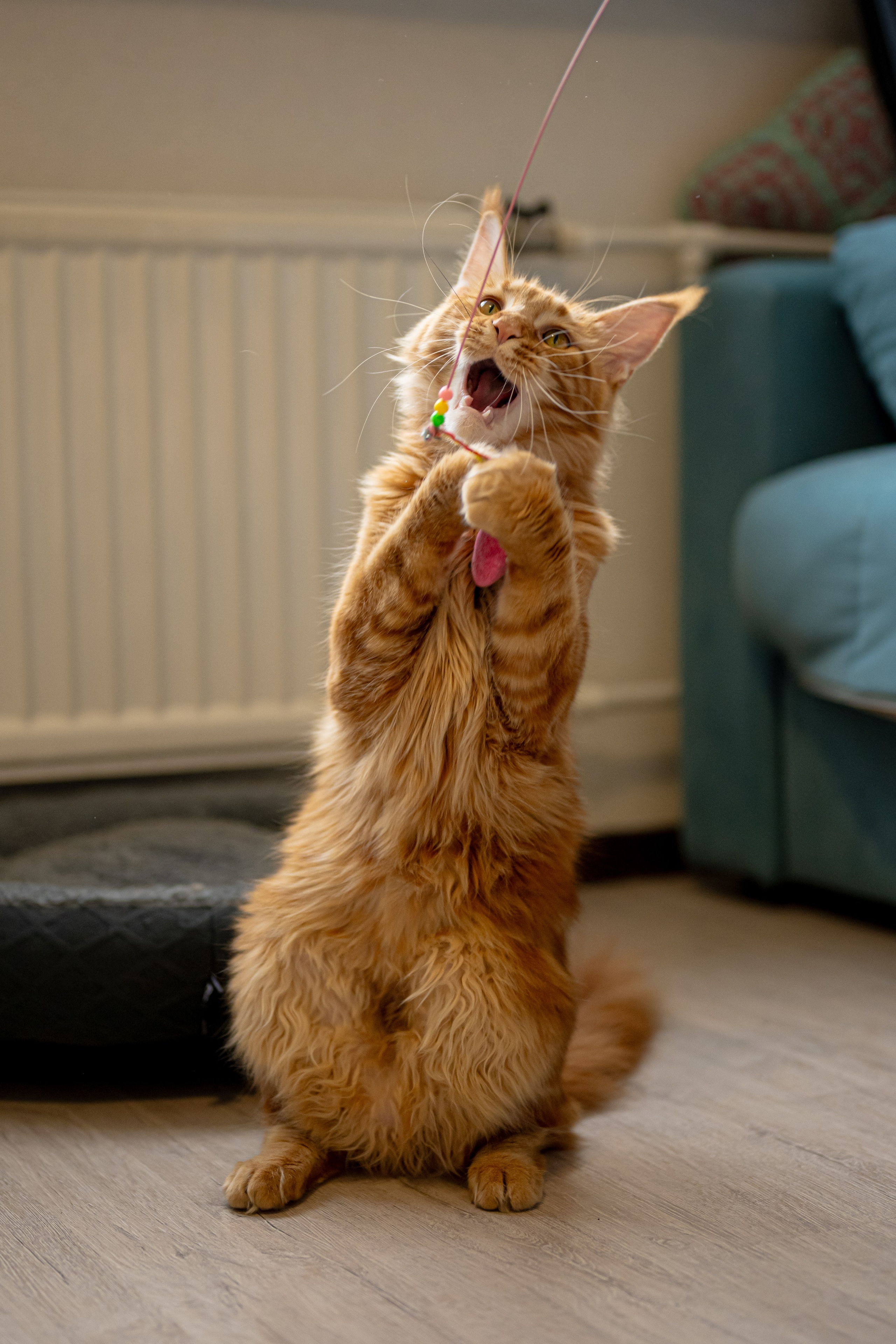 Портреты питомцев. Фотограф в Санкт-Петербурге Александра Ладыгина