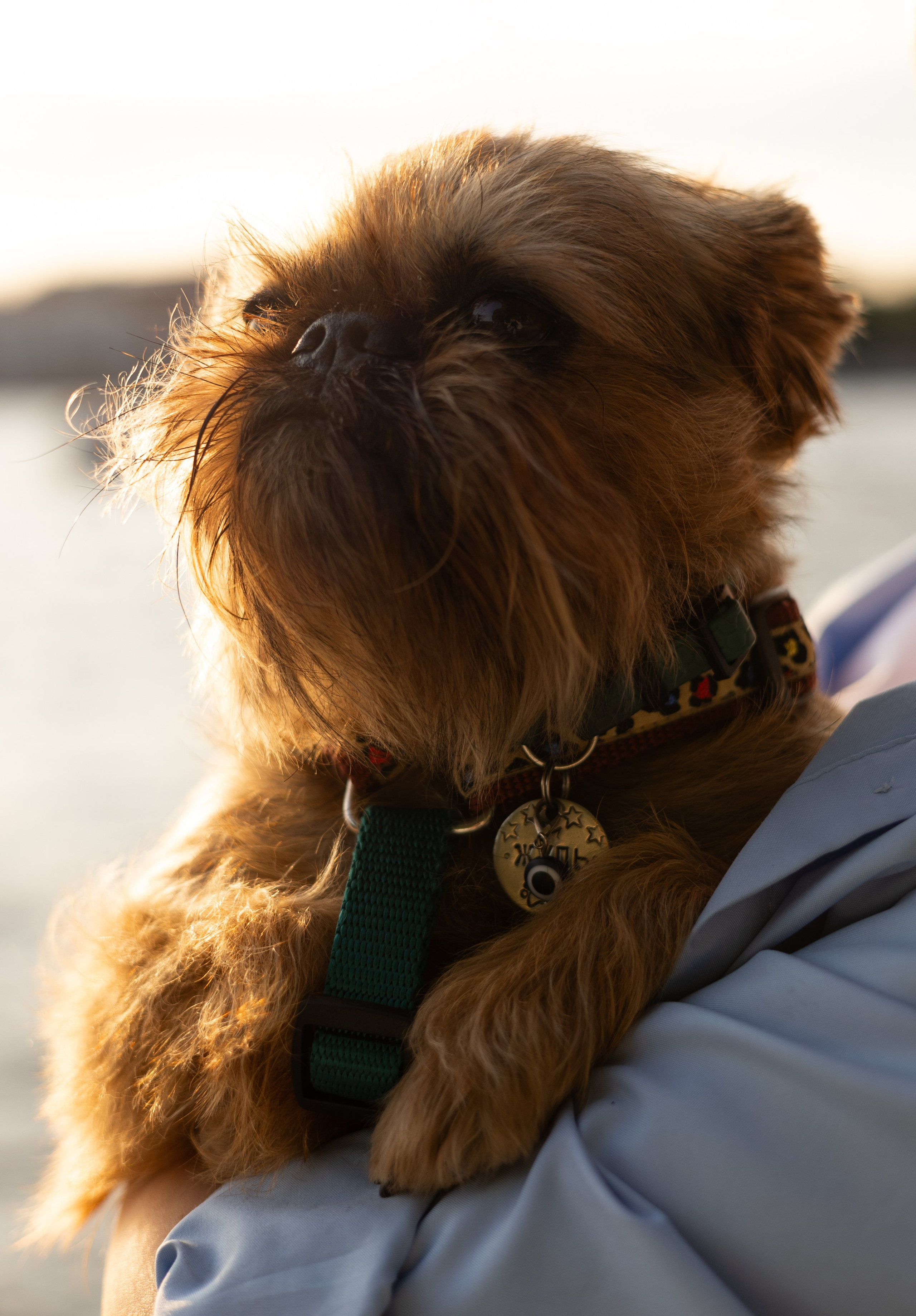 Екатерина и Жуль. Фотограф животных Евгения Верцинская