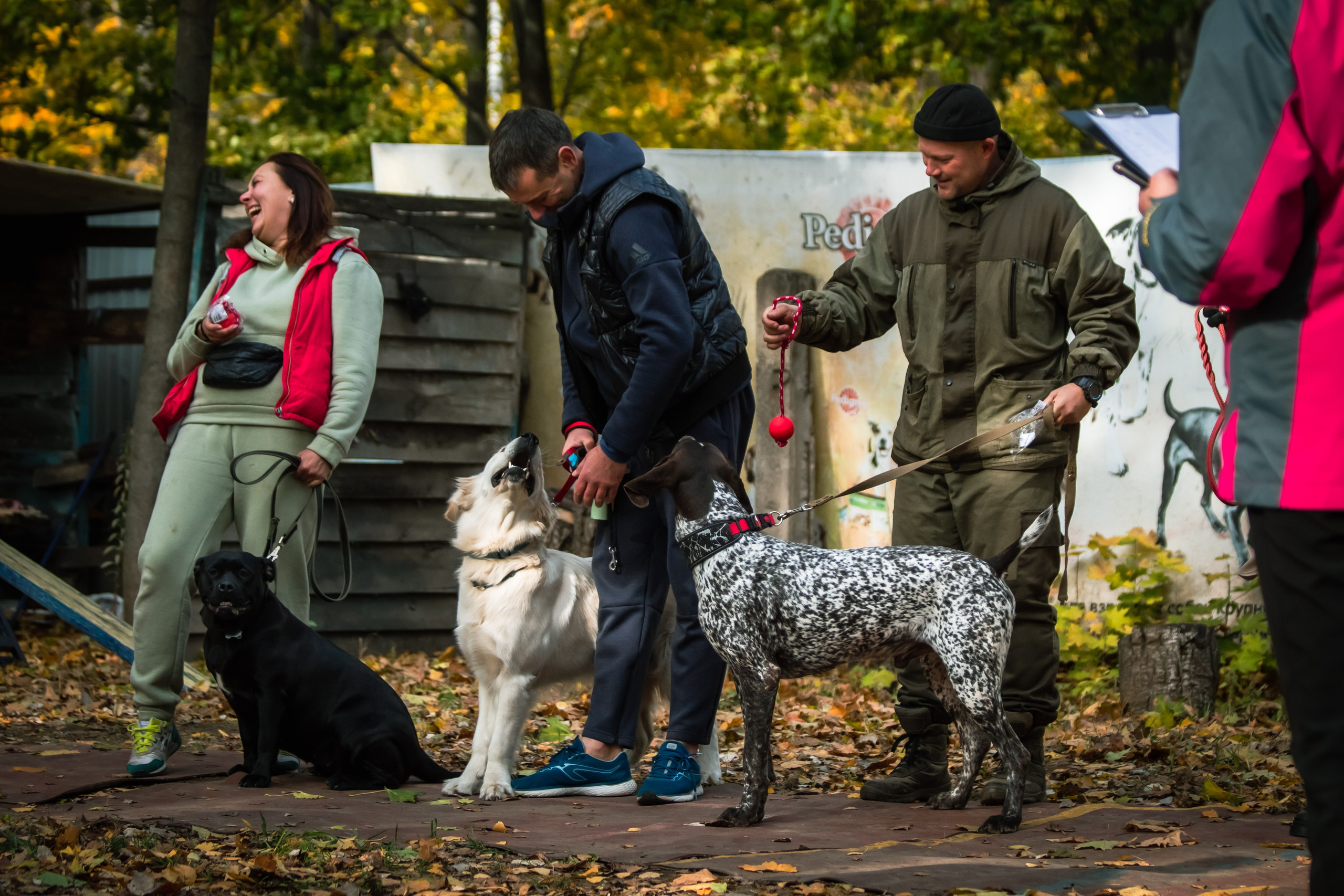 Костюмированный парад собак. Фотограф анималист — Тула, Москва