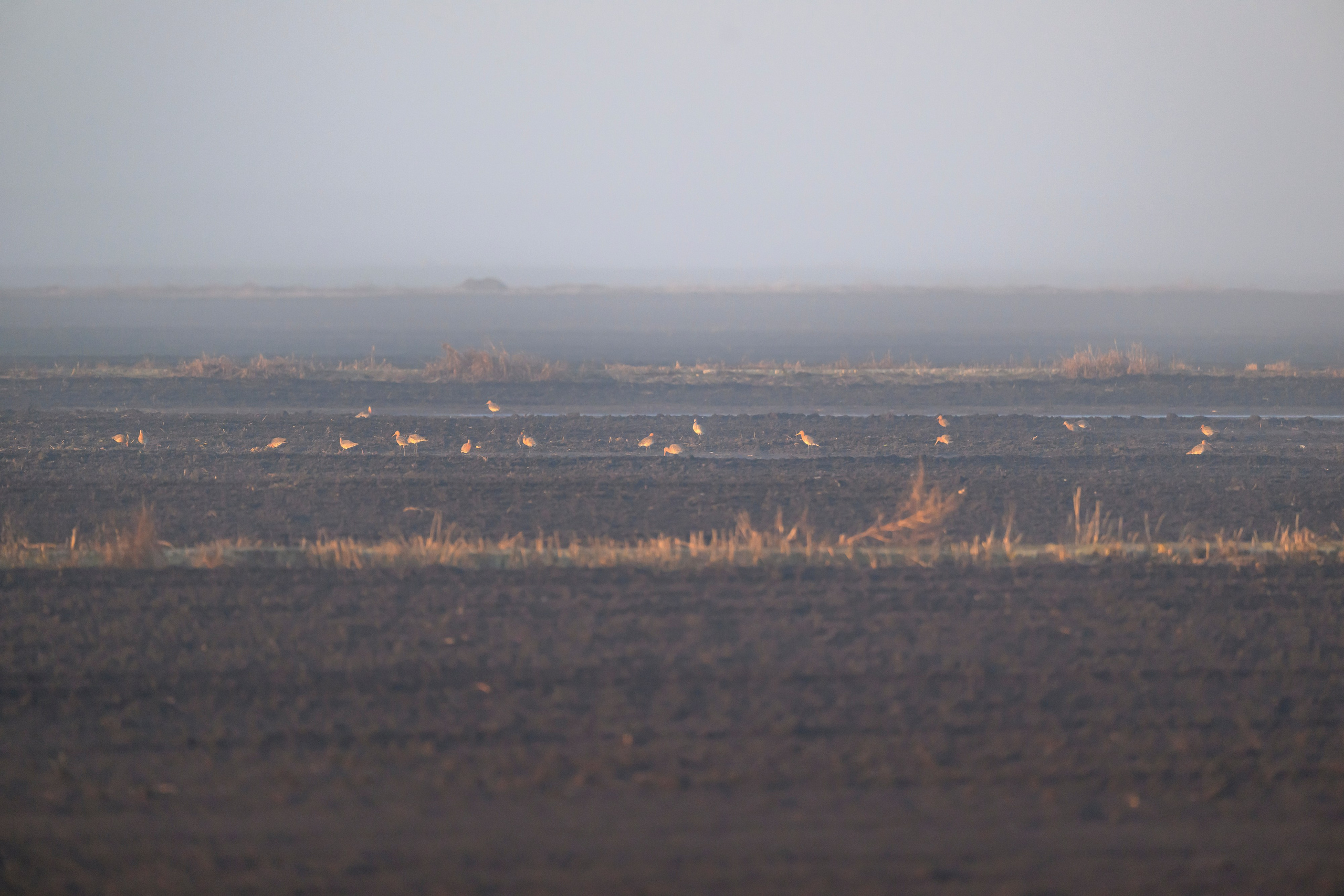 Бобр и большие веретенники. Фотограф Сергей Пупонин