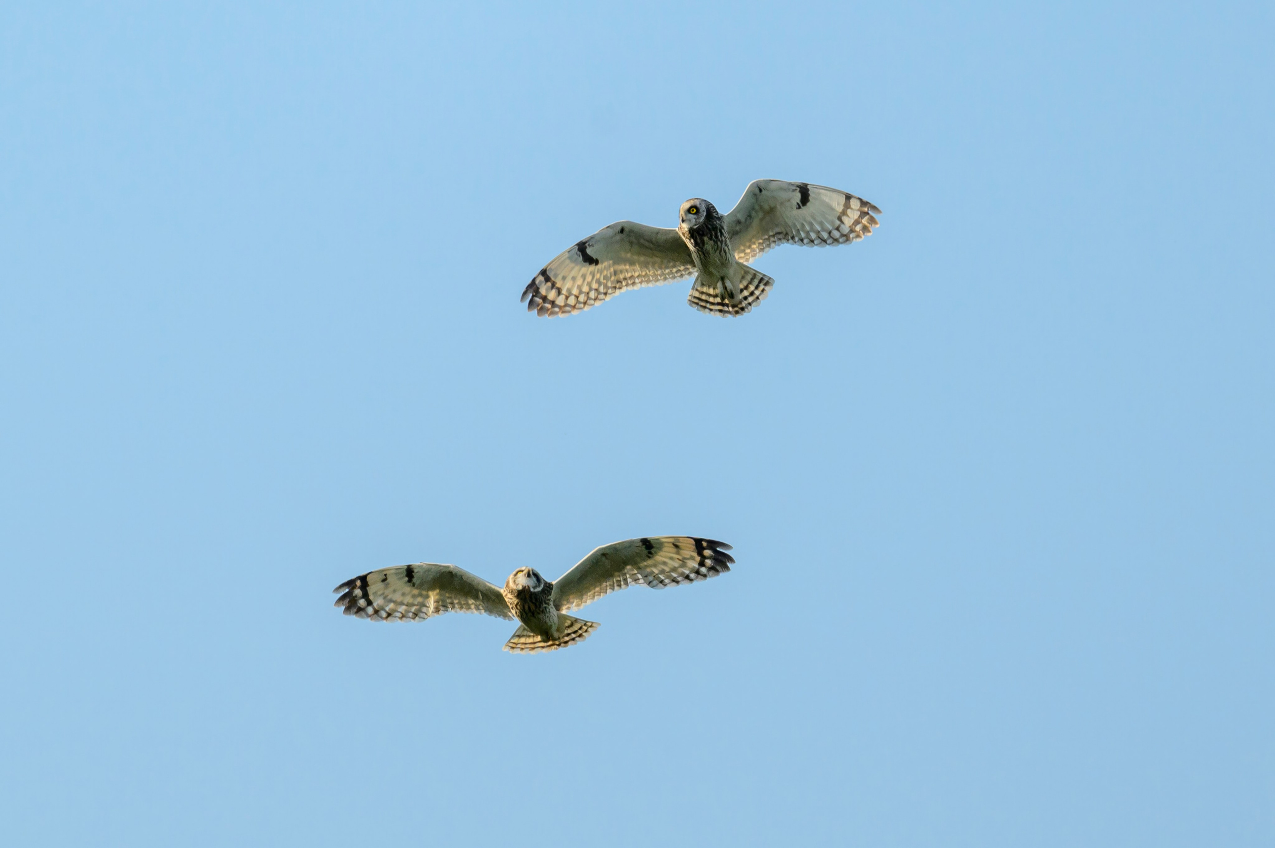 Совы играют в догонялки. Wildlife photography by Sergey Puponin