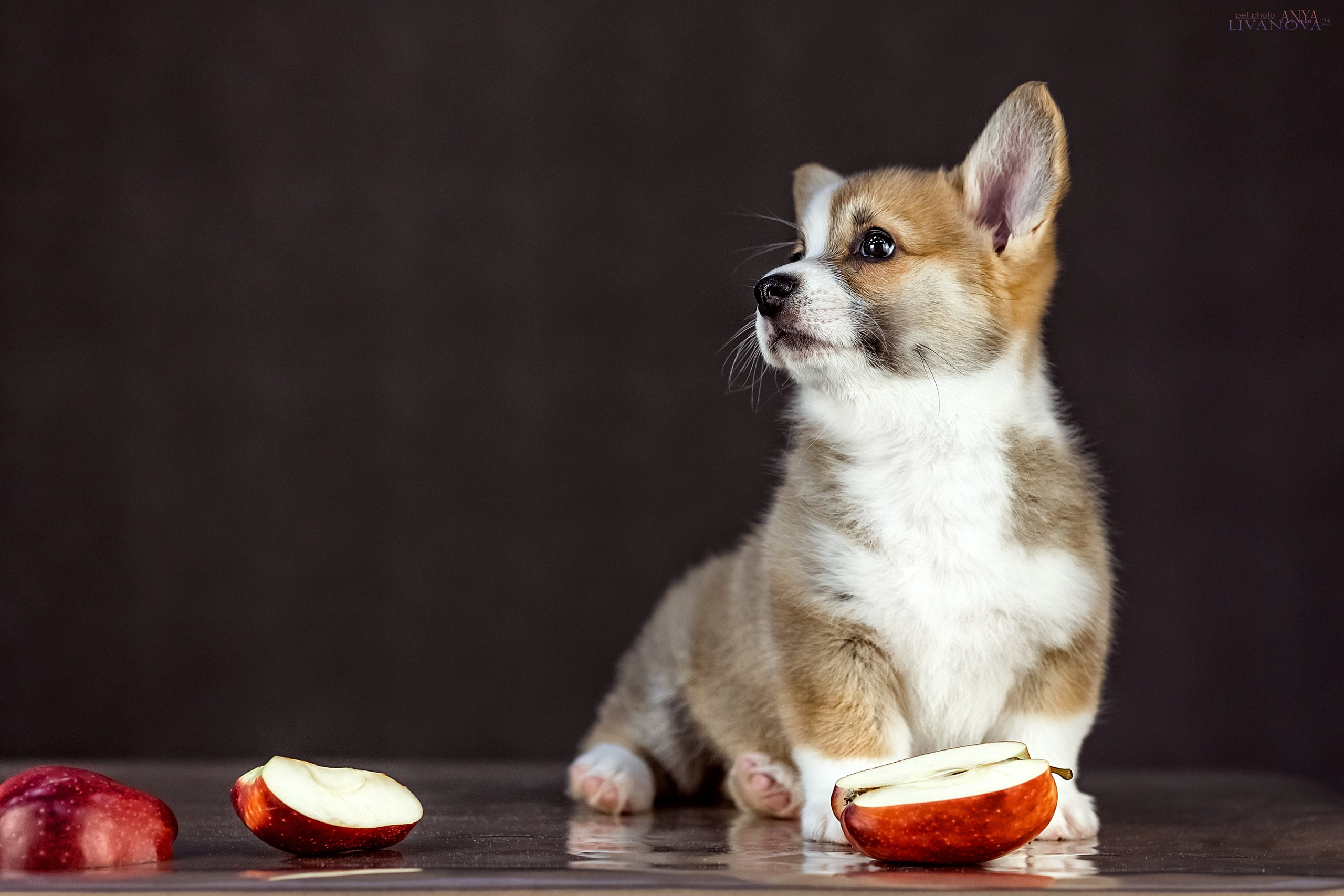 Коржики. Фотограф анималист Аня Ливанова | Рыбинск