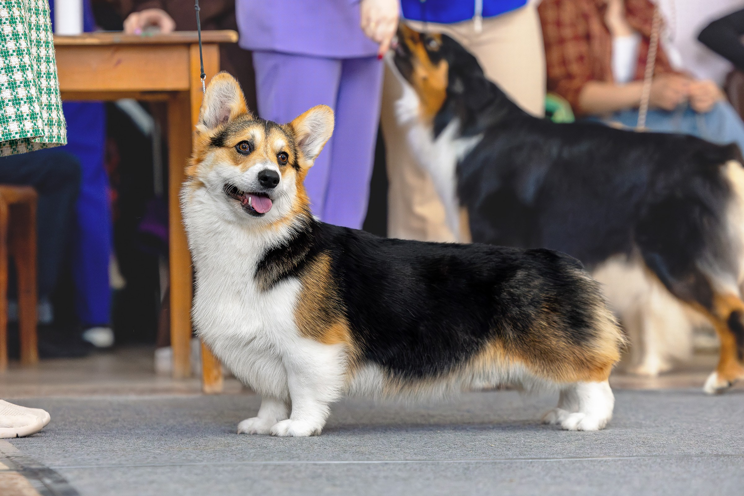 6 апреля 2025, Выставка РКФ, г. Пермь. Htykk_photo