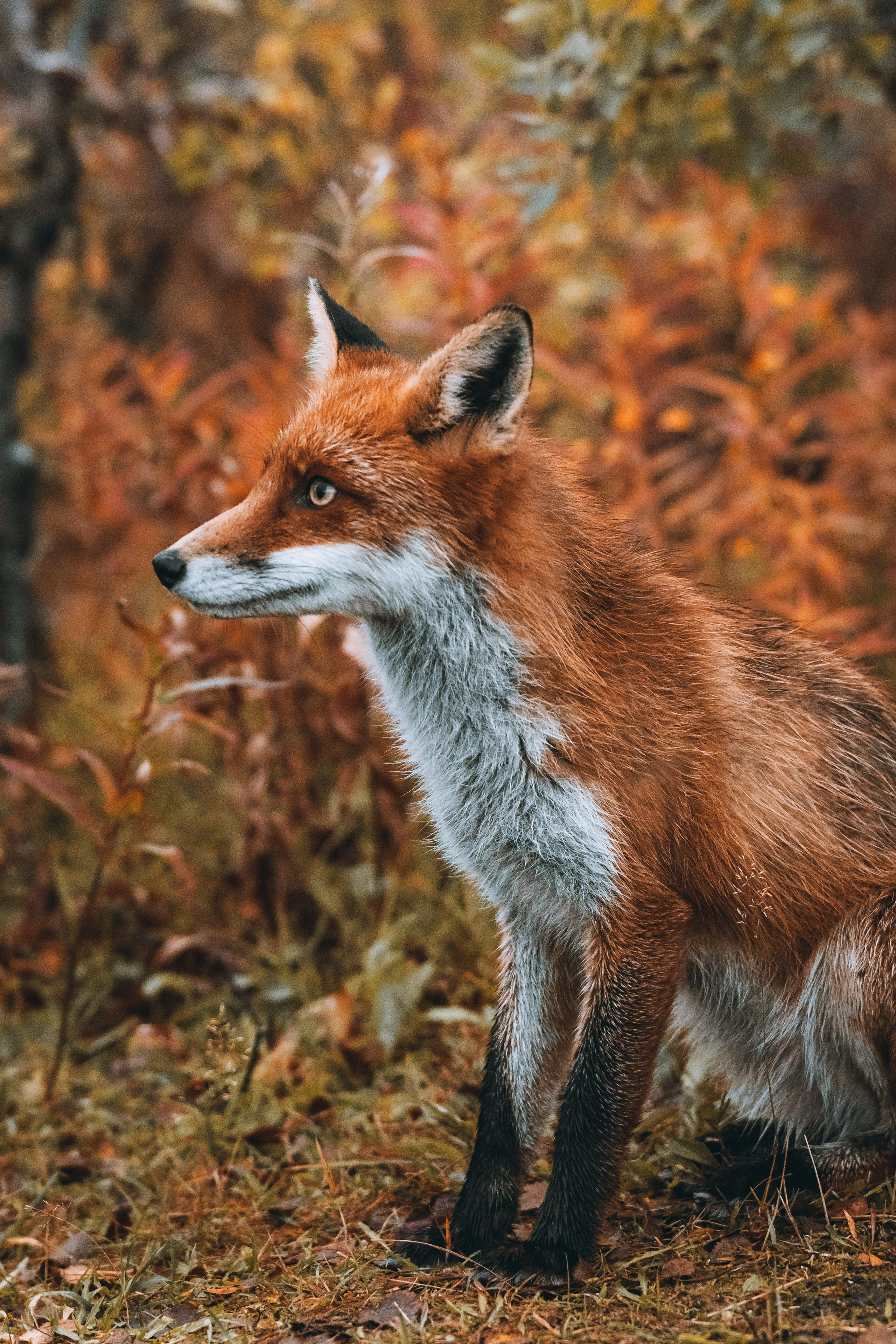 СЕВЕР. Event фотограф Степанова Александра