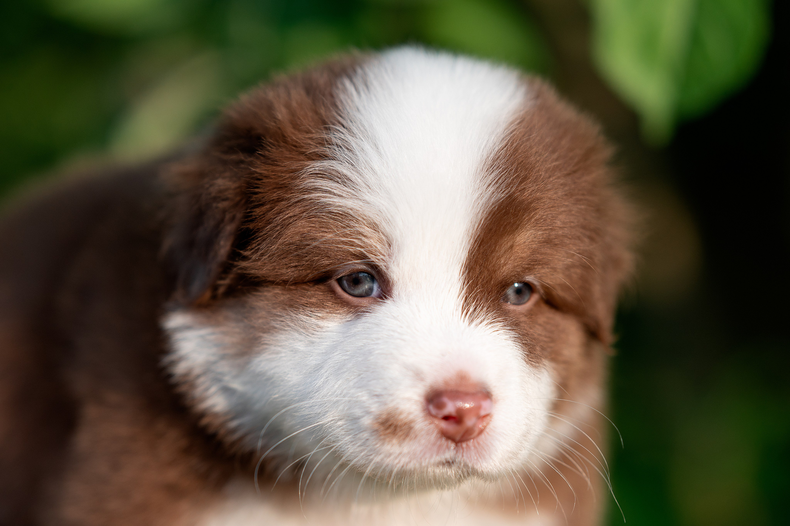 Заводчик Елизавета Степанова. Творческий фотограф Вологда