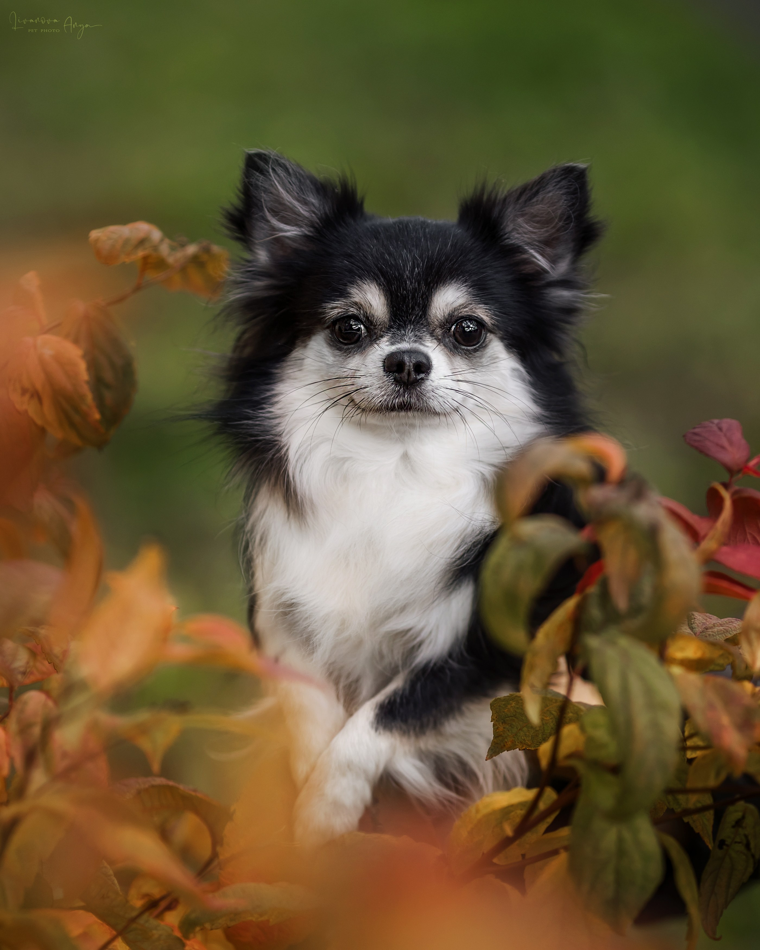 Шпицы и чихуахуа. Фотограф анималист Аня Ливанова | Рыбинск