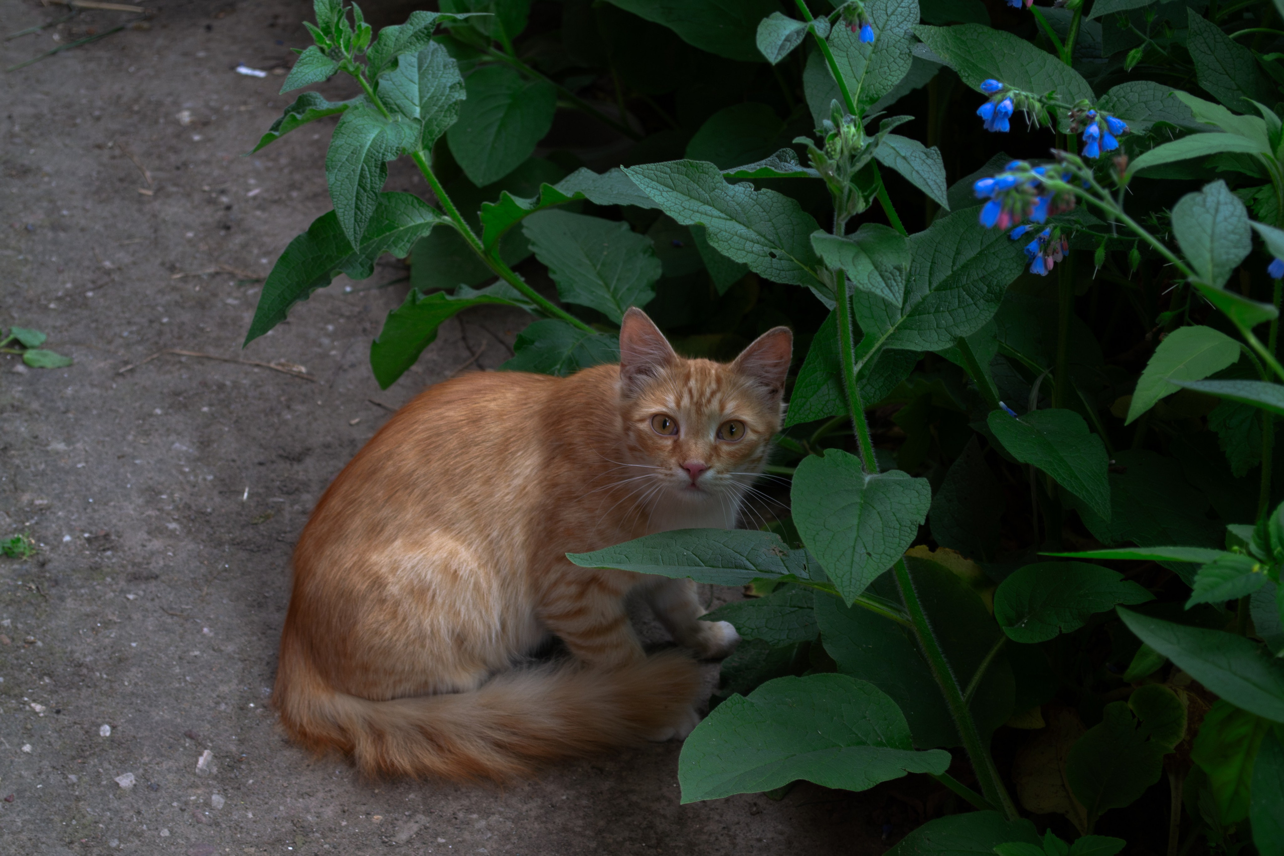 Cats.1. Dumshap | думшап