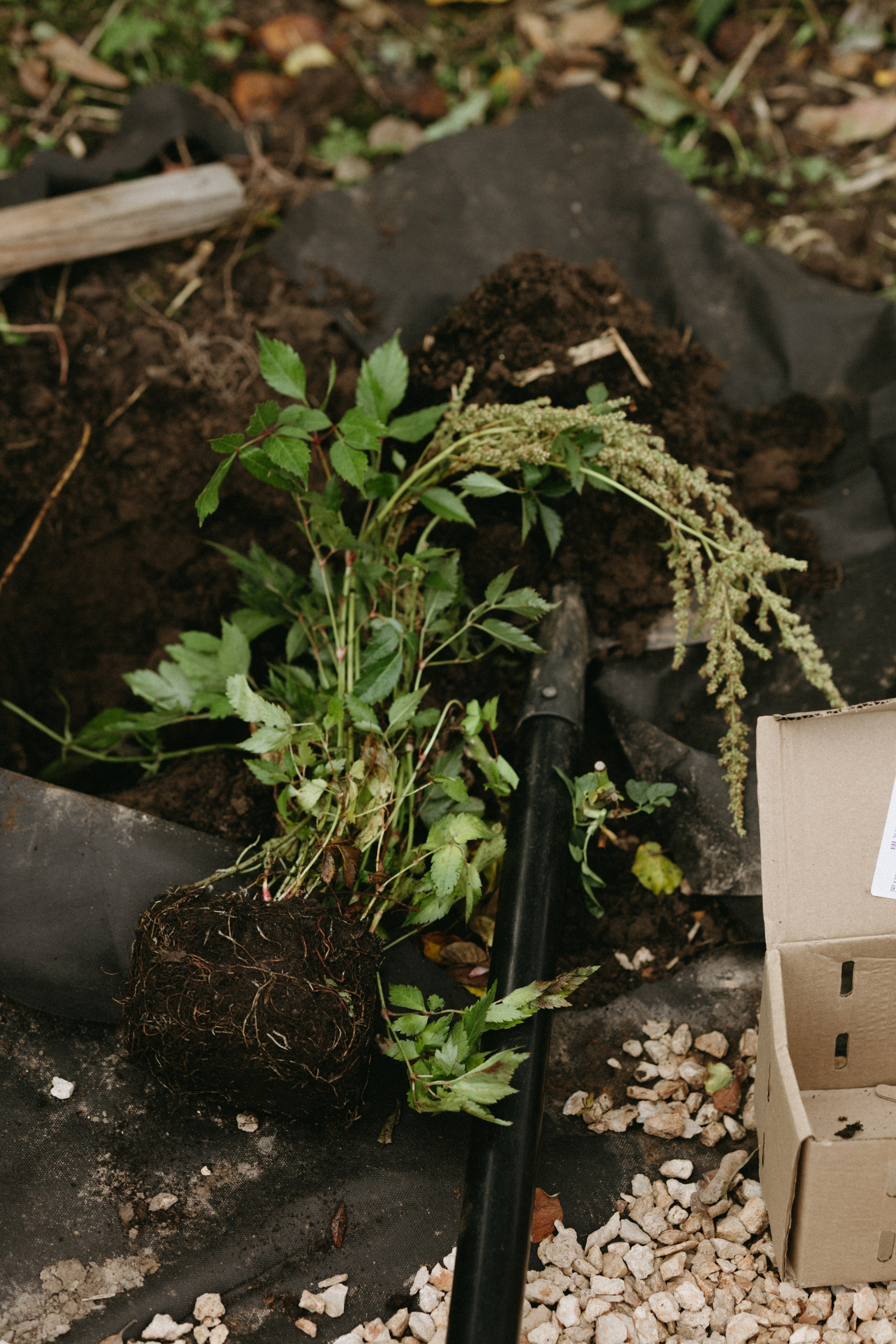 Дача. Про любовь