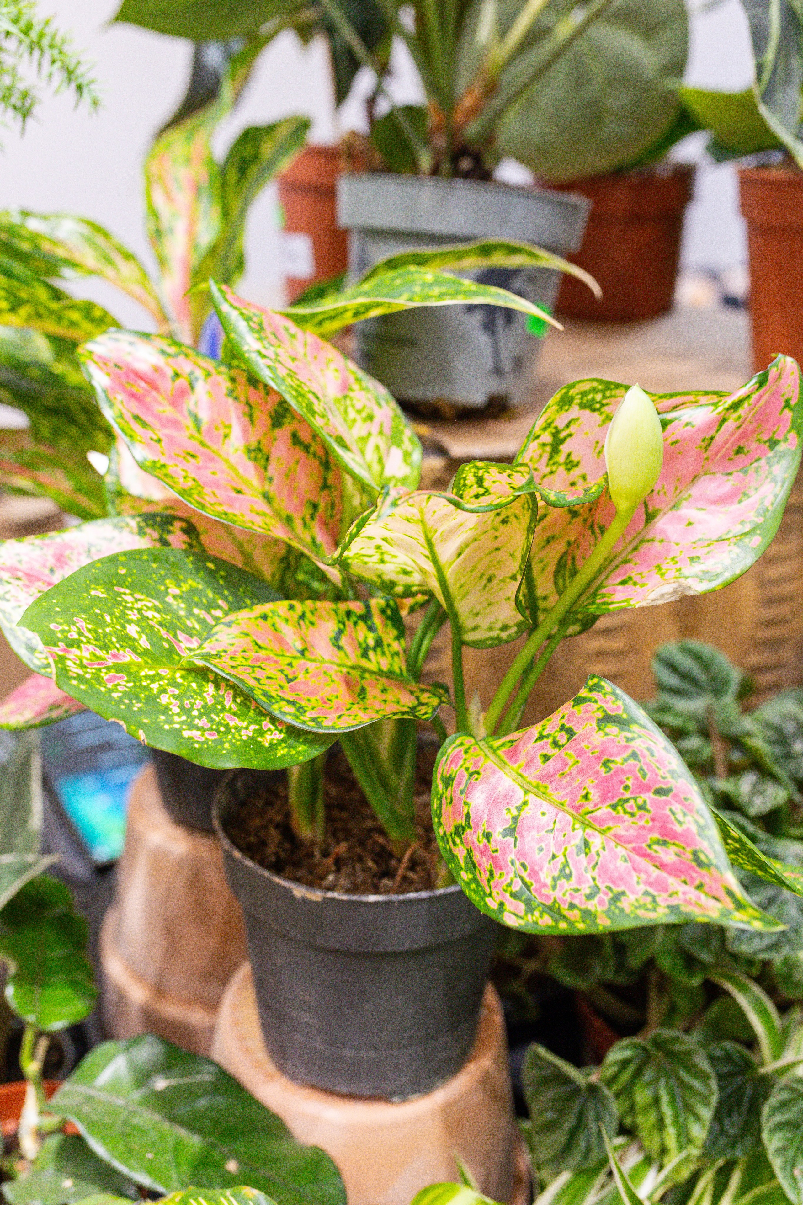 Монстериум 11–12 октября. Александра Куликова фотограф, Москва