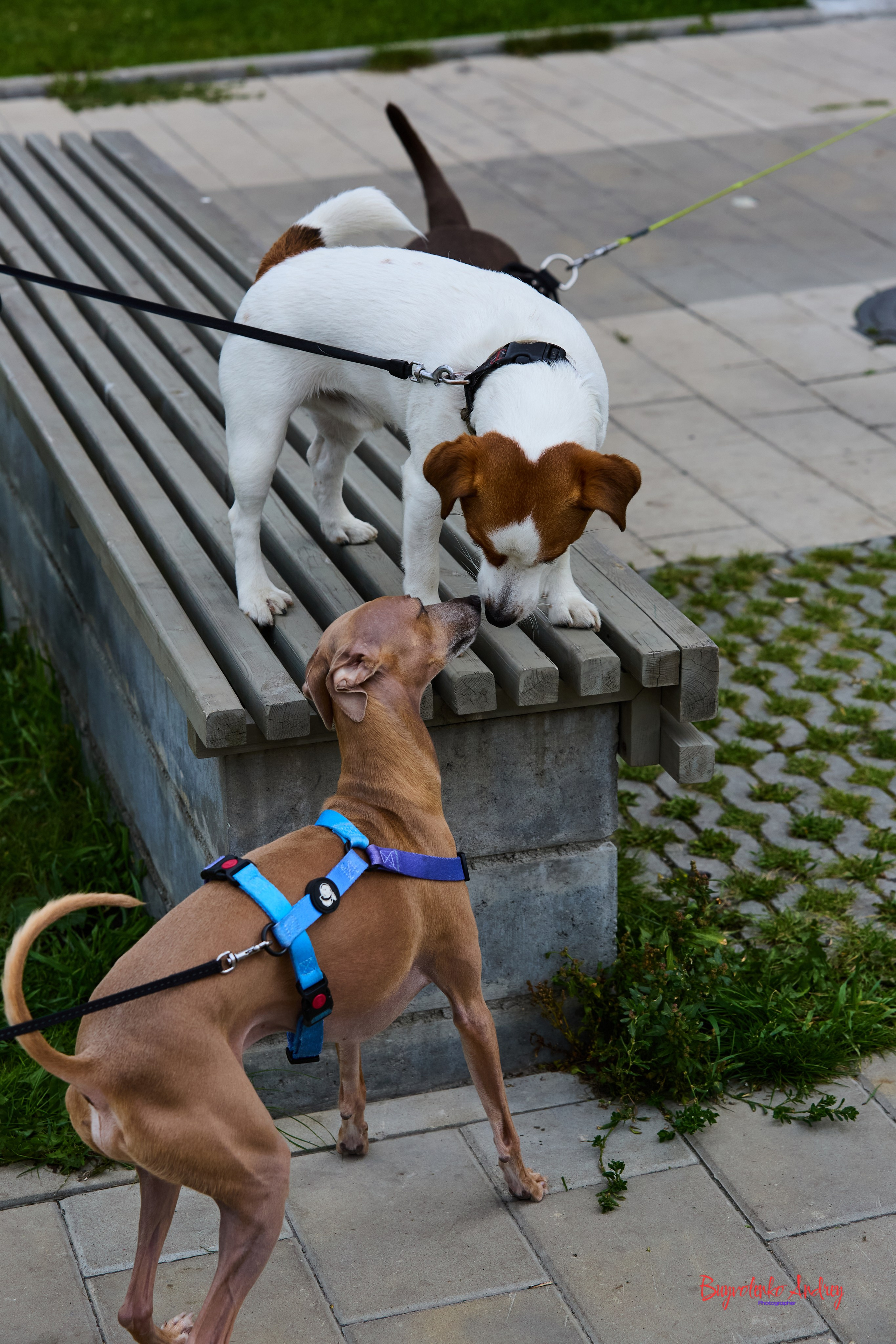 Проект фотопрогулка с хвостиком. Buyvolenko Andrey