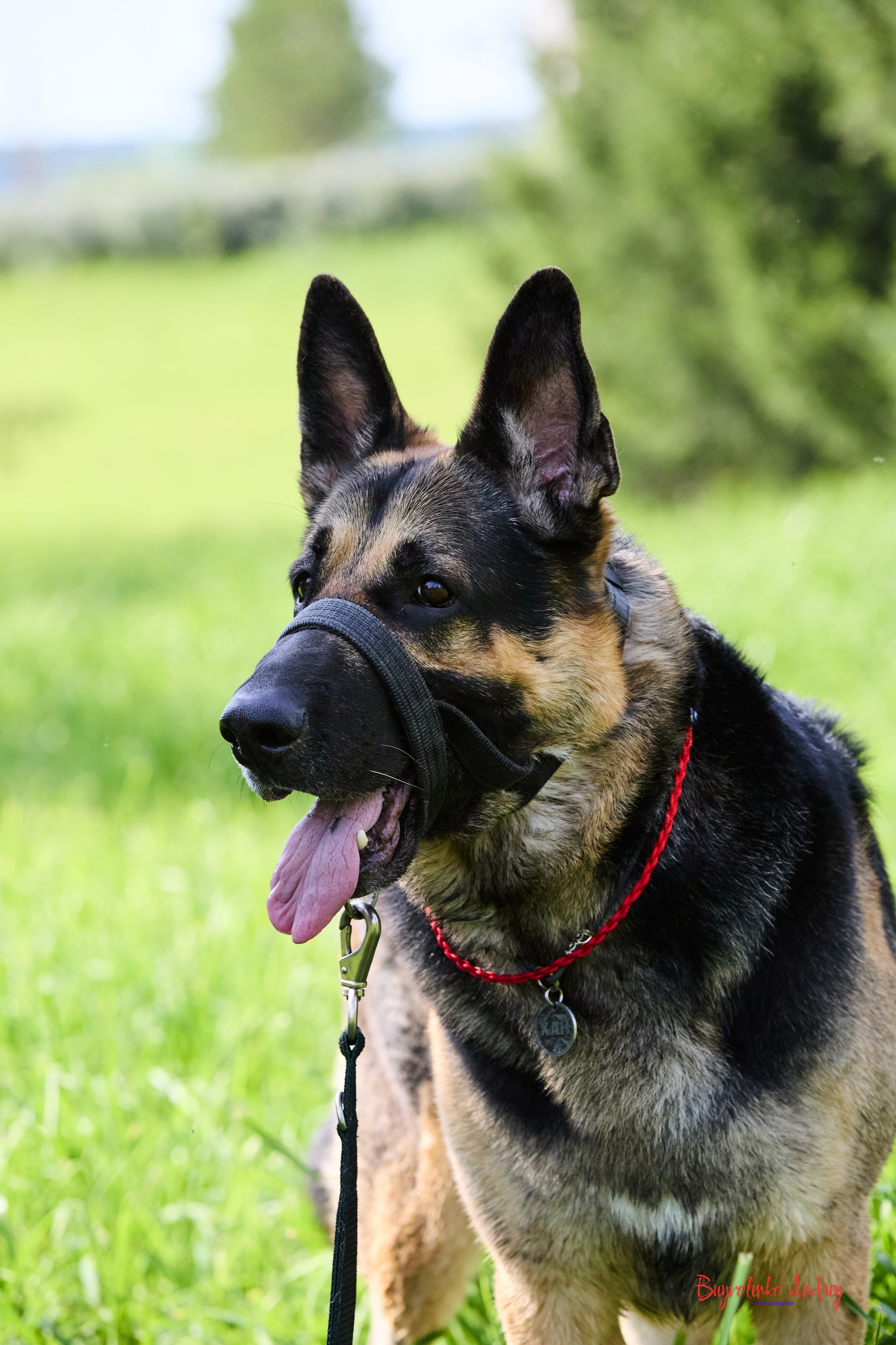 Проект фотопрогулка с хвостиком. Buyvolenko Andrey