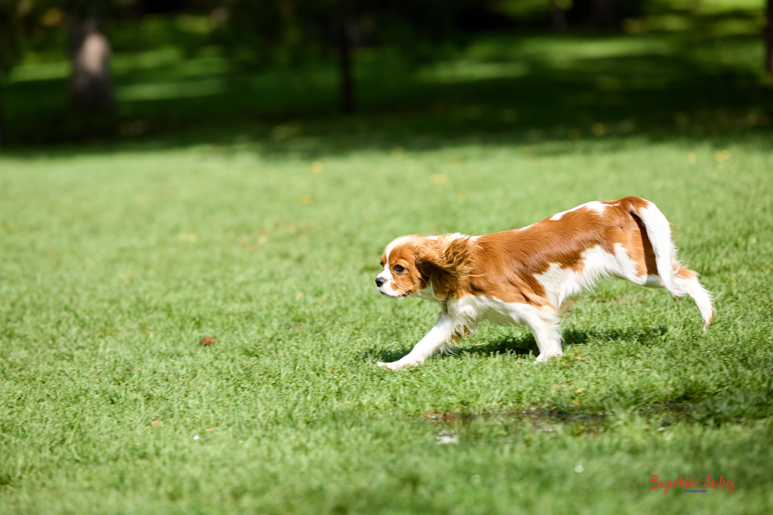 Фотопрогулка с кавалерами. Buyvolenko Andrey