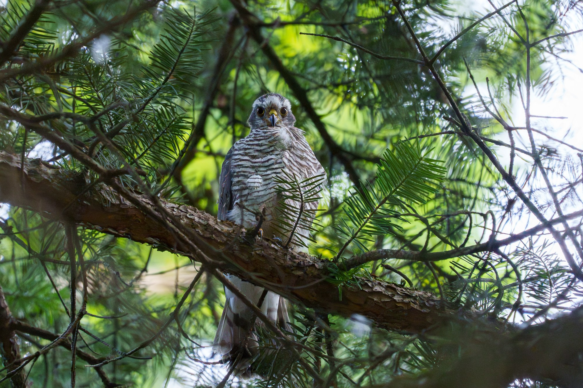 Удивительные мир птиц. Вокруг нас столько прекрасного — присмотритесь!. Ваш личный фотограф Марина Волкова