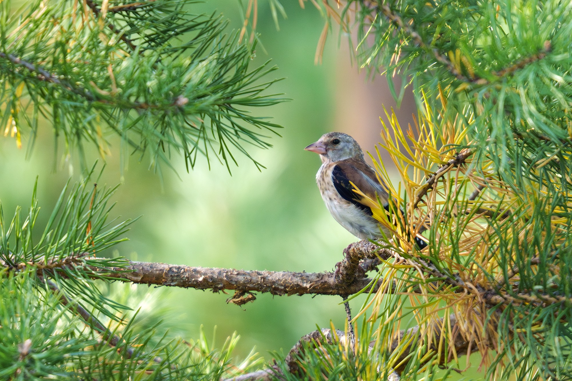 Удивительные мир птиц. Вокруг нас столько прекрасного — присмотритесь!. Ваш личный фотограф Марина Волкова