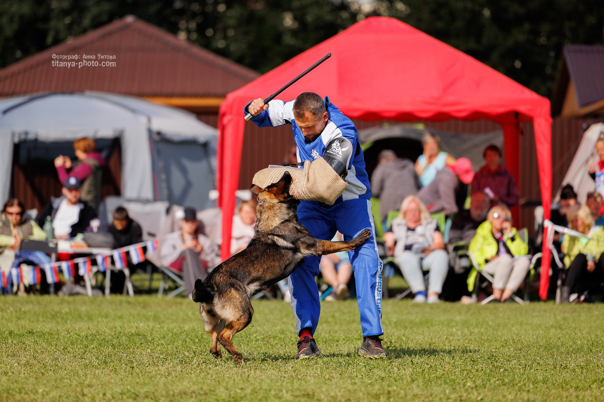 Немецкие овчарки: фото из рингов и вне ринга, мутпроба (фотографии с выставок). Фотограф собак, фотограф-анималист Аня Титова (Titanya). Москва
