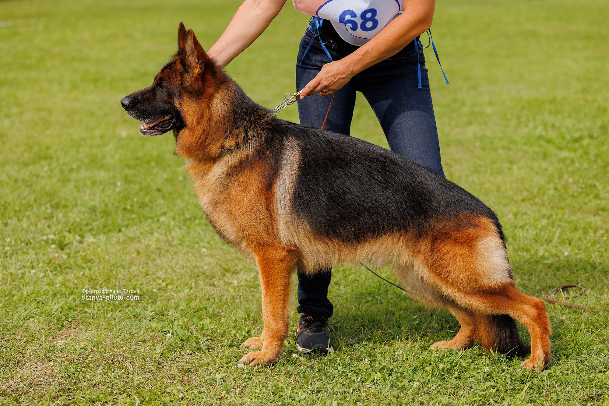 Немецкие овчарки: фото из рингов и вне ринга, мутпроба (фотографии с выставок). Фотограф собак, фотограф-анималист Аня Титова (Titanya). Москва