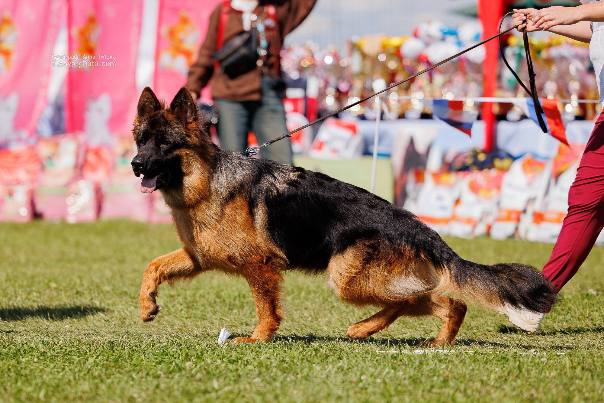 Немецкие овчарки: фото из рингов и вне ринга, мутпроба (фотографии с выставок). Фотограф собак, фотограф-анималист Аня Титова (Titanya). Москва