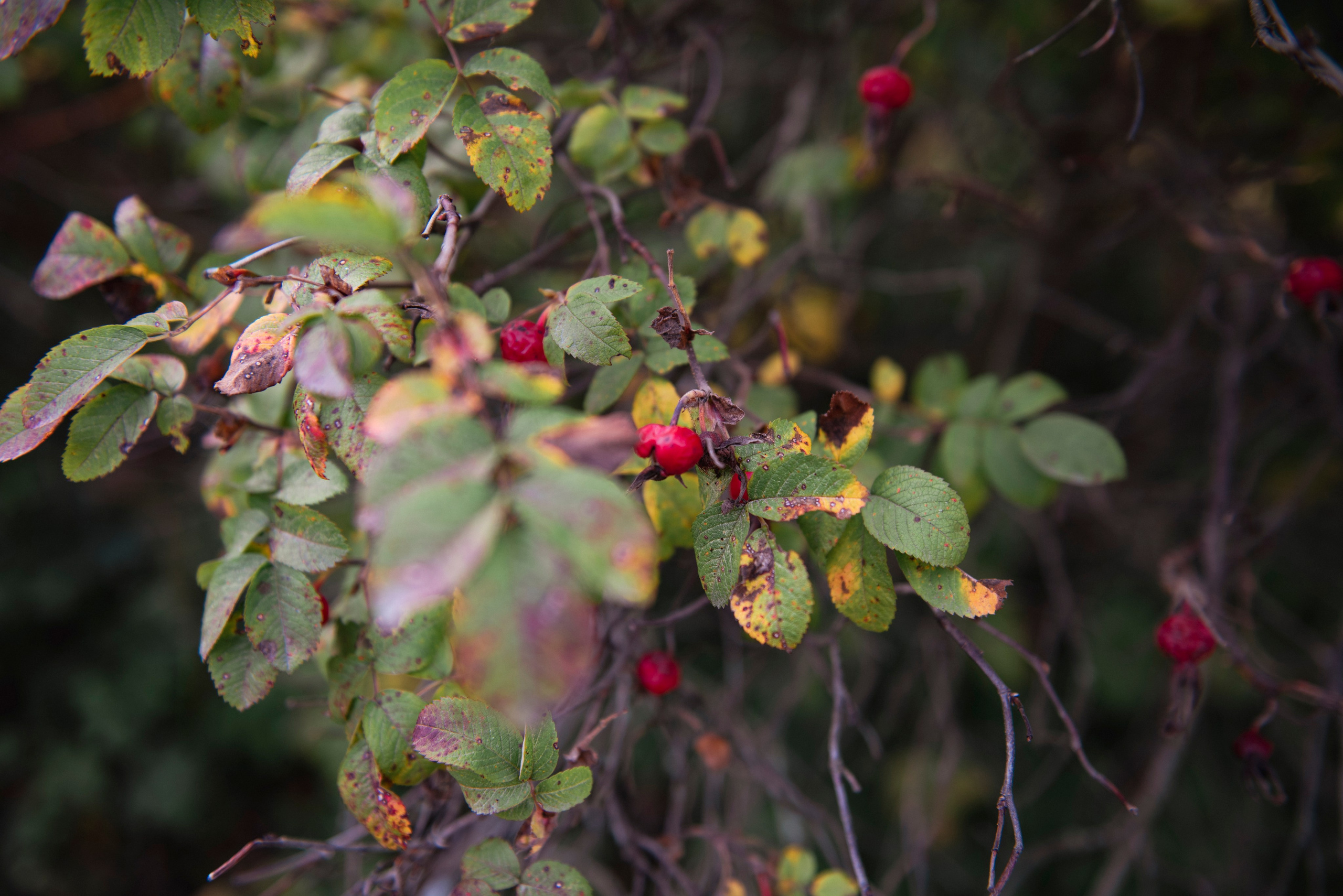 Осень. Портретный и архитектурный фотограф в Москве и Санкт-Петербурге
