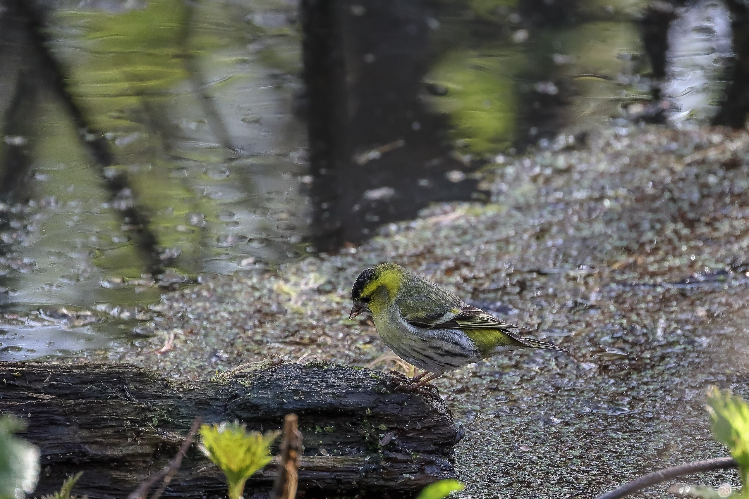 Чижик птичка