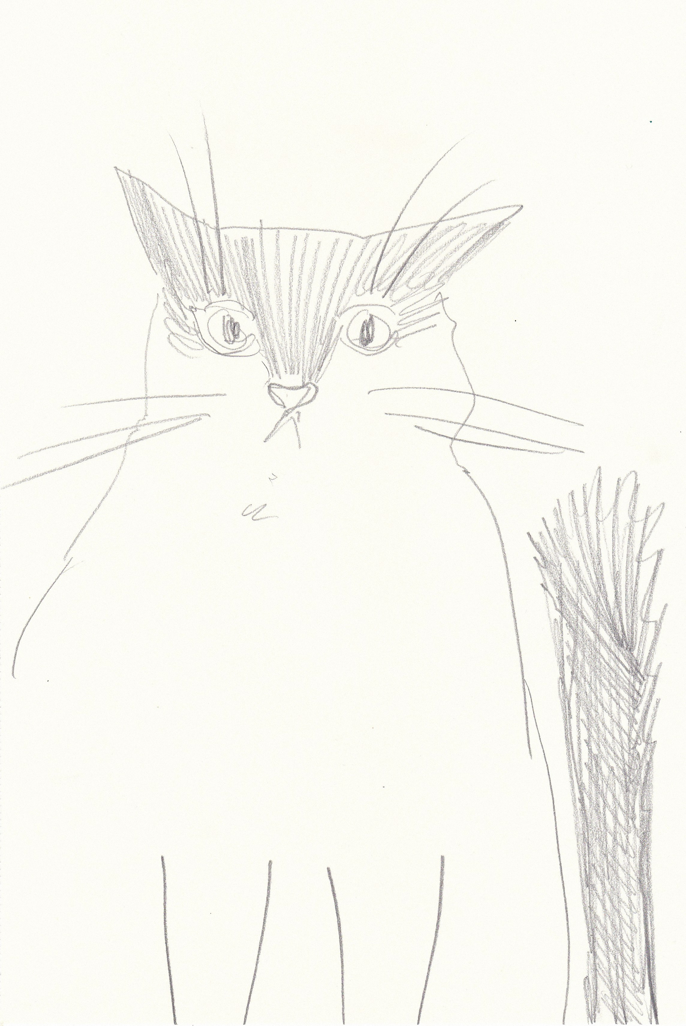 Pencil Drawings. Portfolio Birdcrush