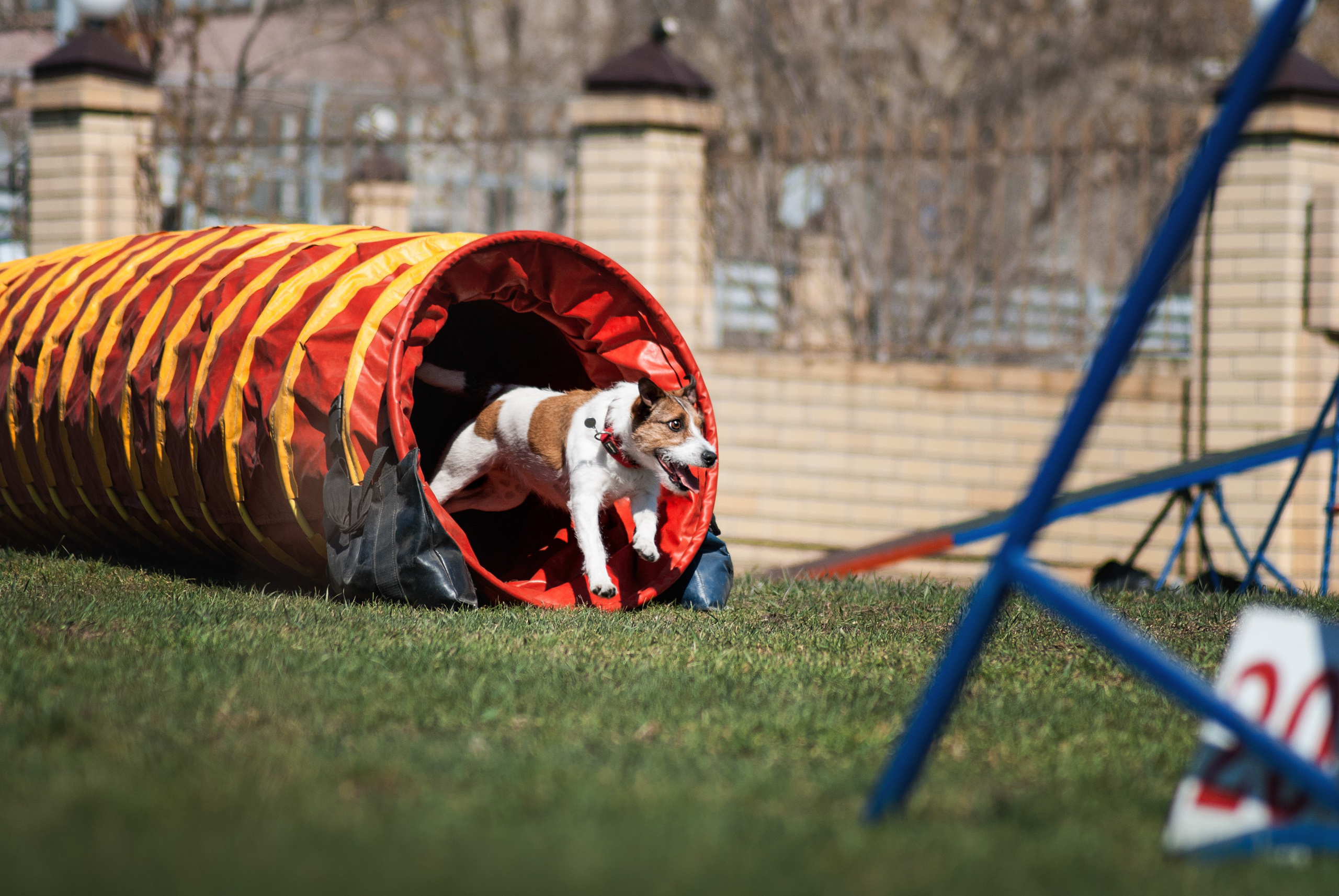 Аджилити. Фотограф в Тюмени Лизавета Сапицкая