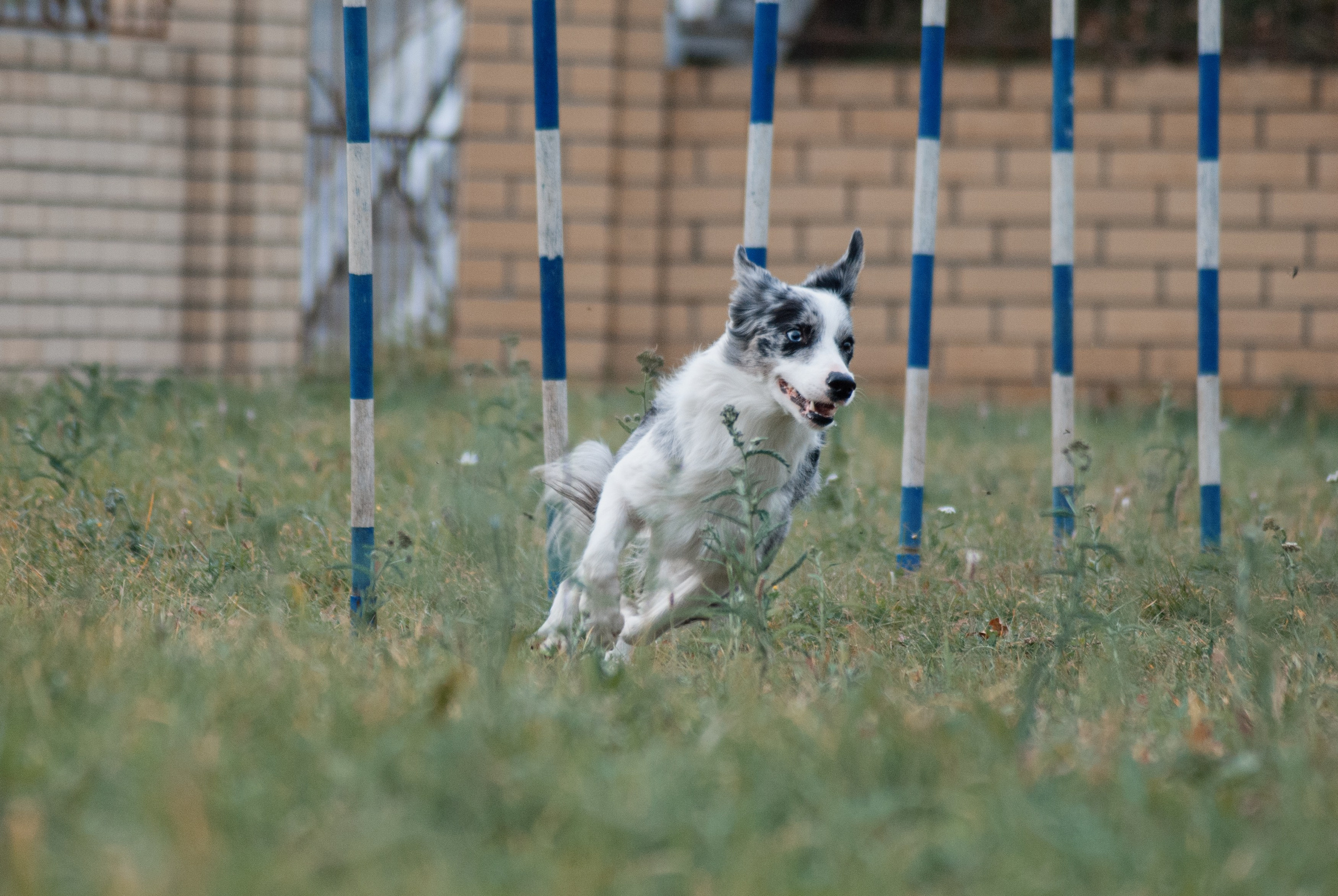 Аджилити. Фотограф в Тюмени Лизавета Сапицкая