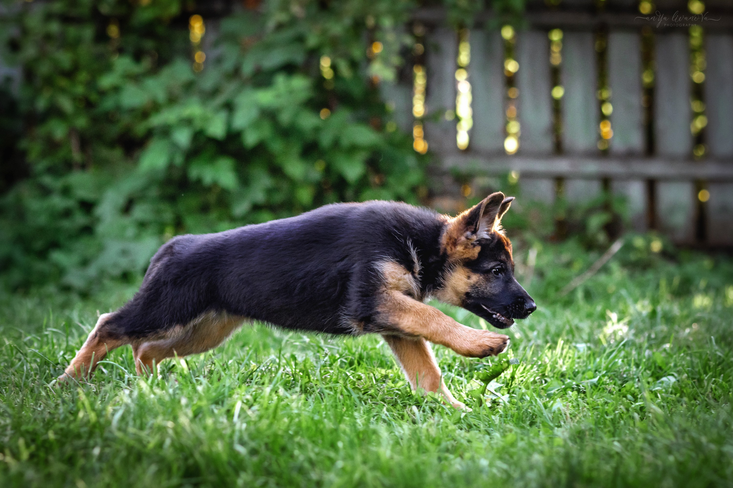 Овчарята. Фотограф анималист Аня Ливанова | Рыбинск