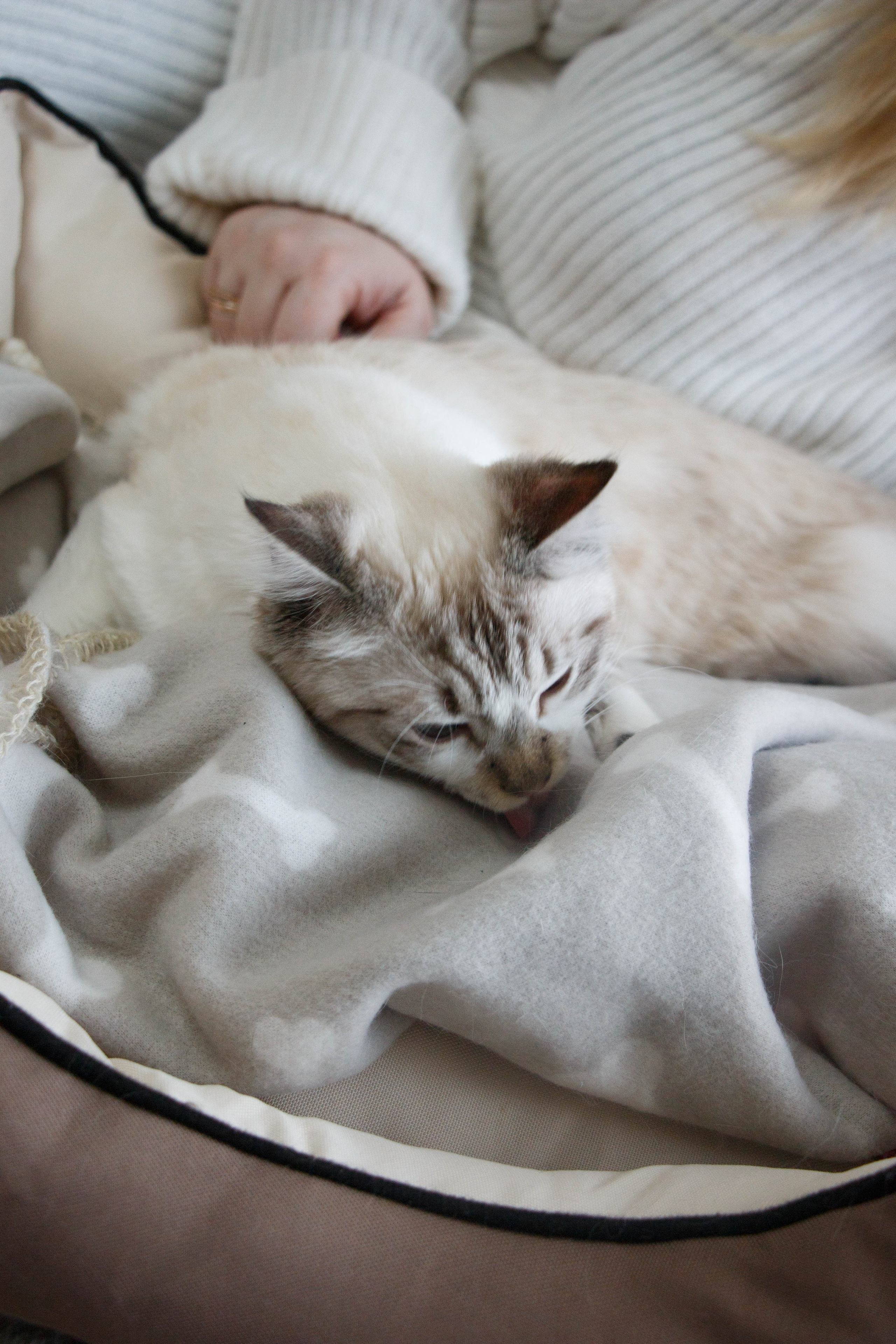 Kristina & Miya. Бережно сохраняю ваши чувства и истории на своих фотографиях