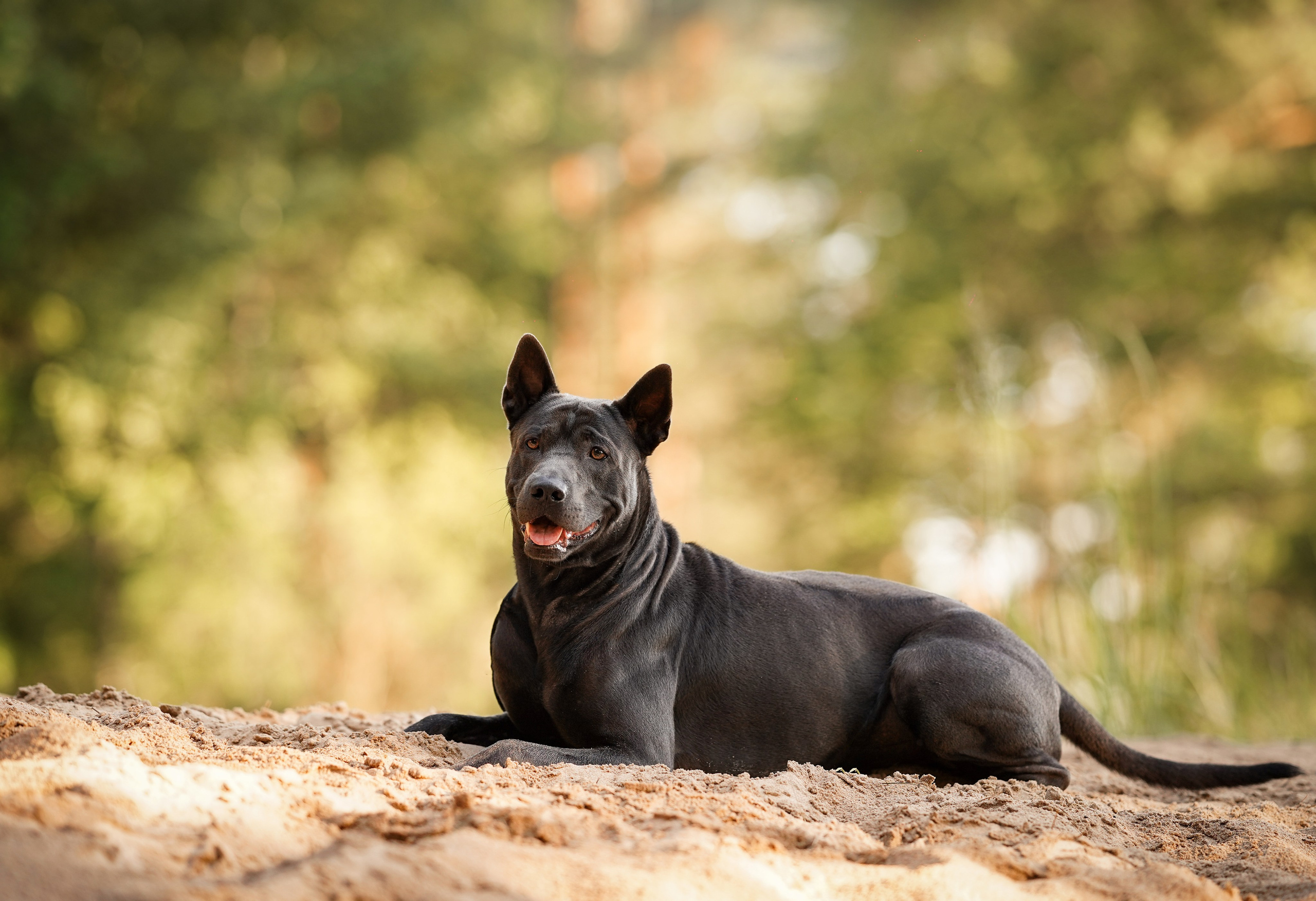 Вероника и Адам. Фотограф-анималист в Санкт-Петербурге Яна Мартынова
