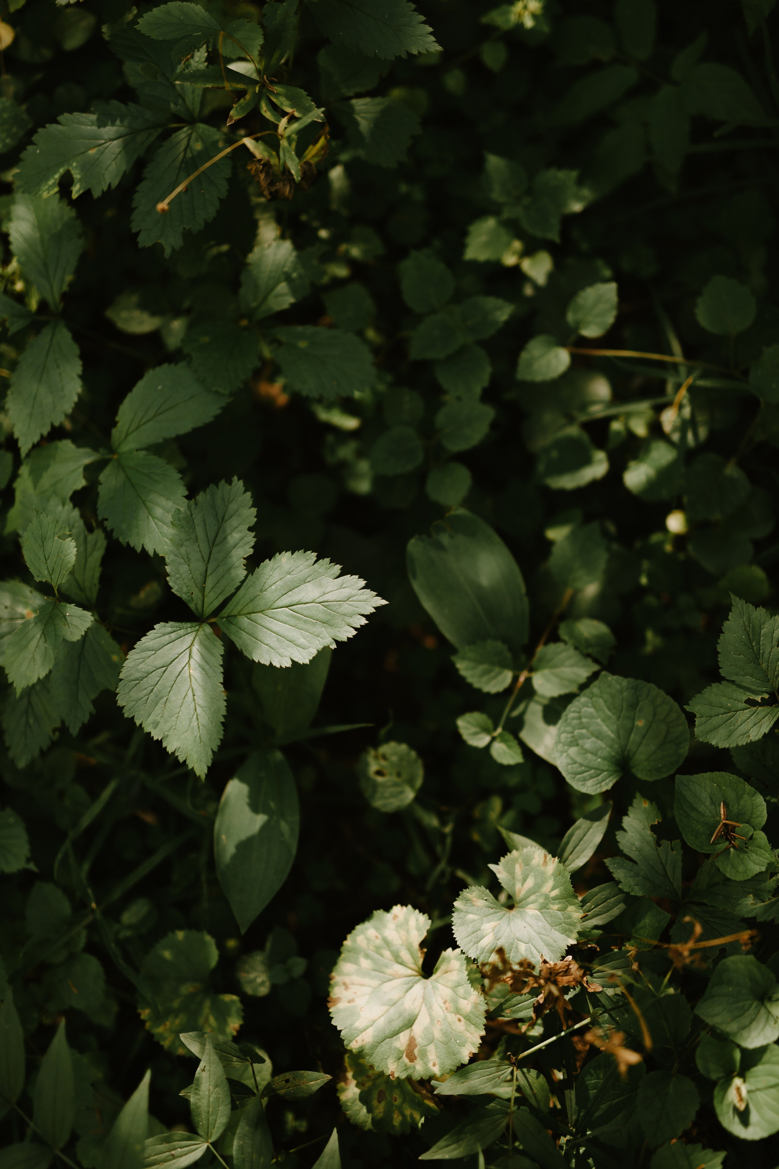 Свадьба Кирилла и Дарьи. Фотограф Кольчугино/Владимир/Москва Елизавета Иода