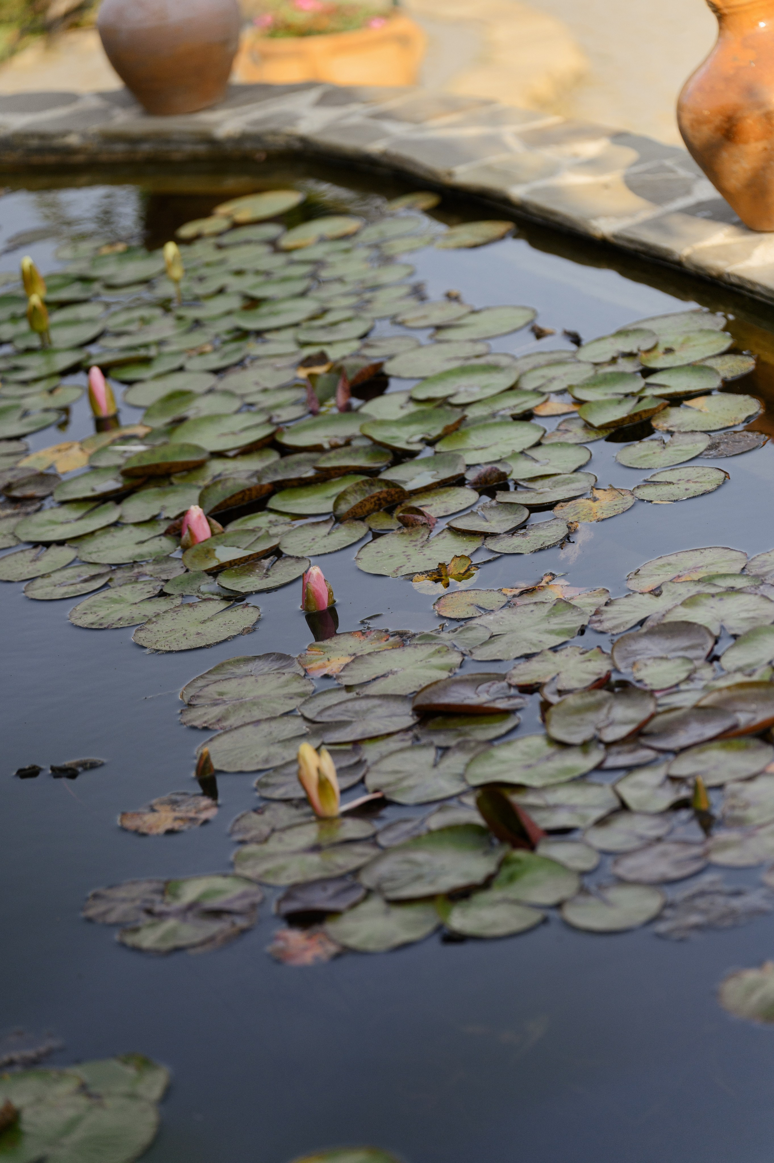 Тимур и Анжелика. Свадебный фотограф и видеограф