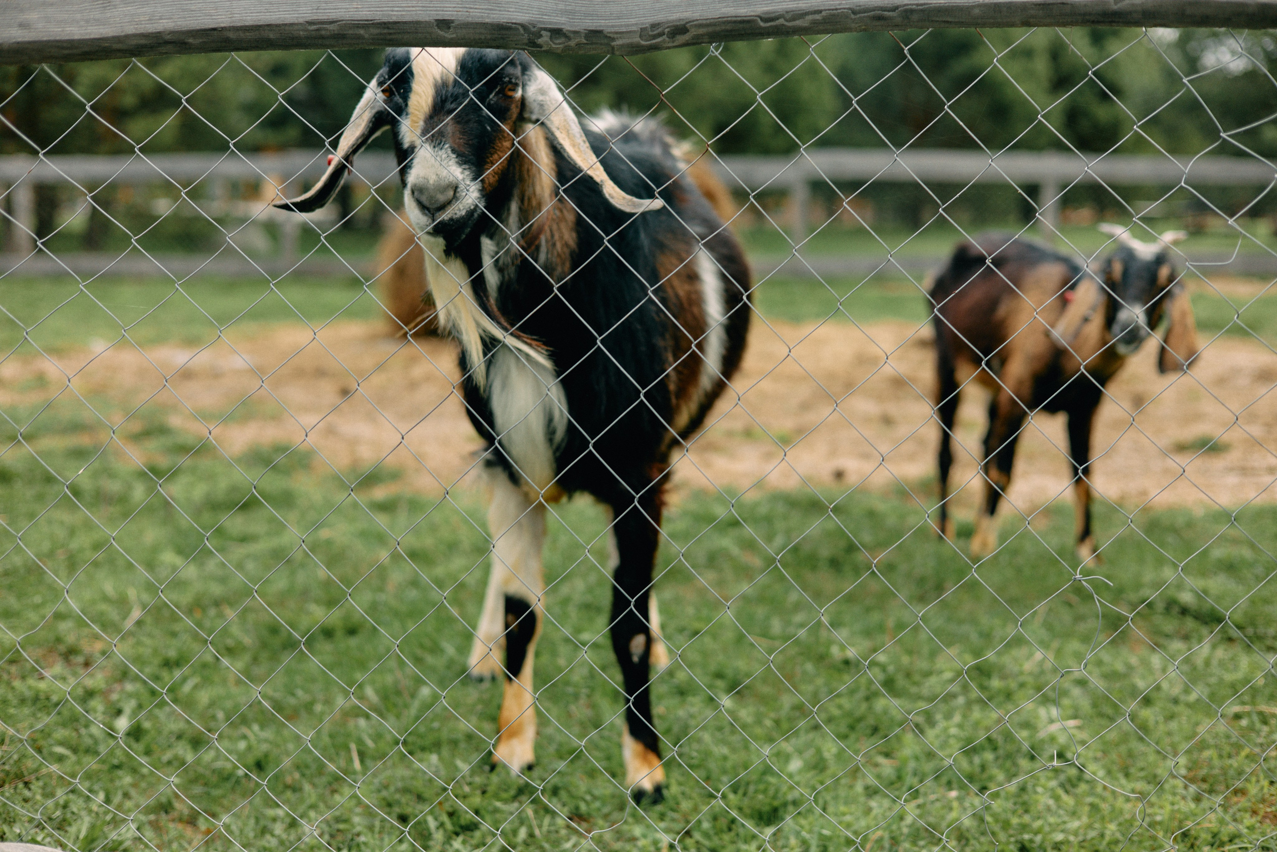 Бутик-отель Поле летом. Профессиональный Фотограф во Владимире, в Москве и в Суздале — Полина Романычева