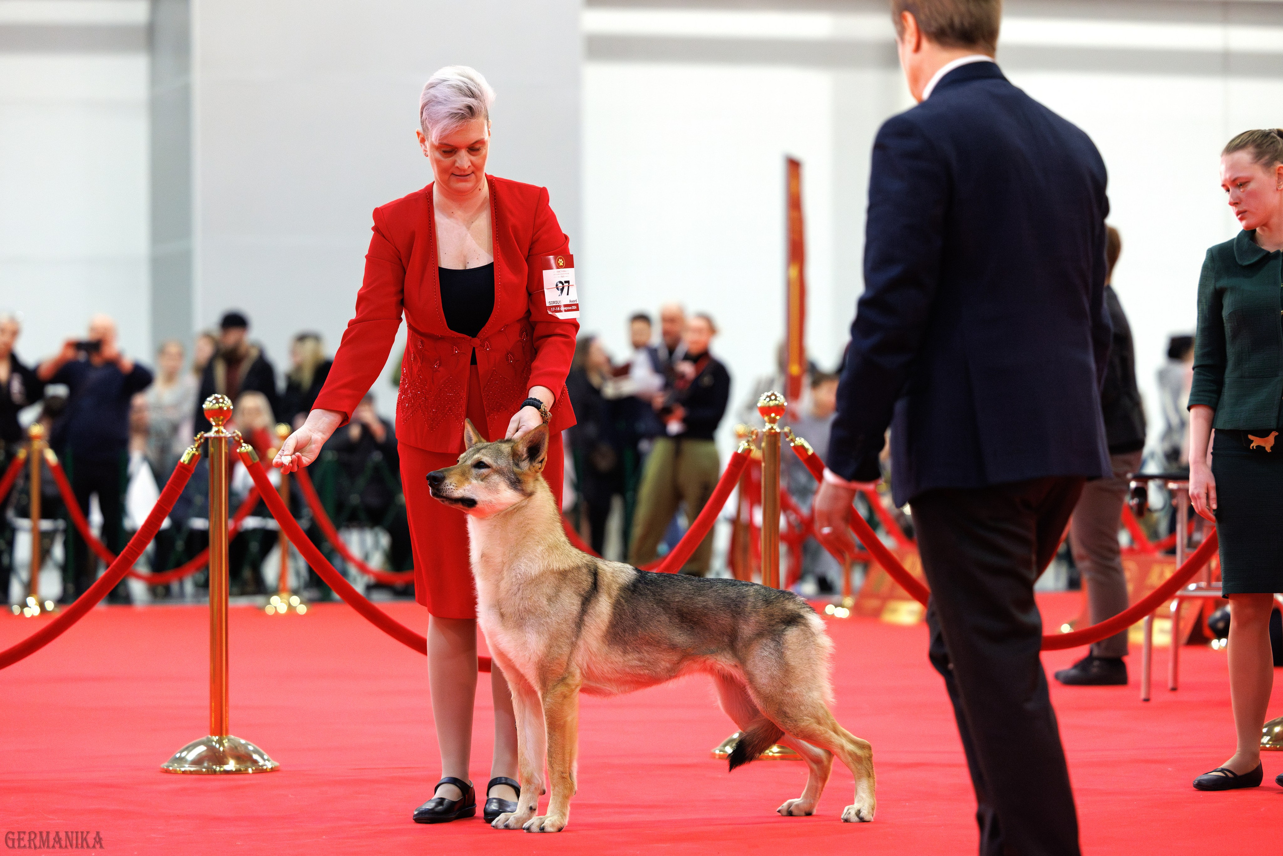 Лучшие Собаки России 17-18.02.2024. Фотограф-анималист Юлия Германика