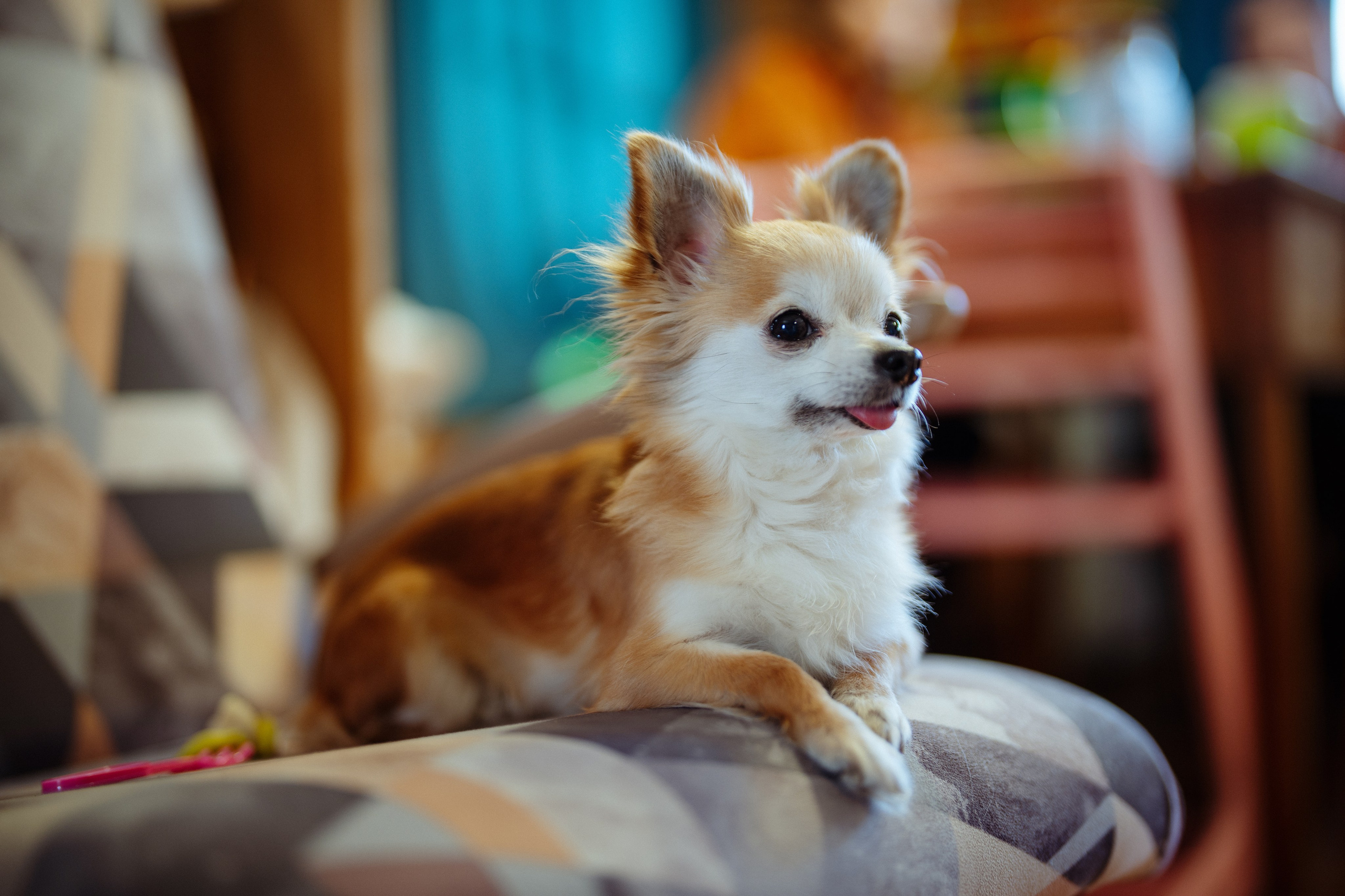 Сюжет № 3│Медвежий Угол Шариковых