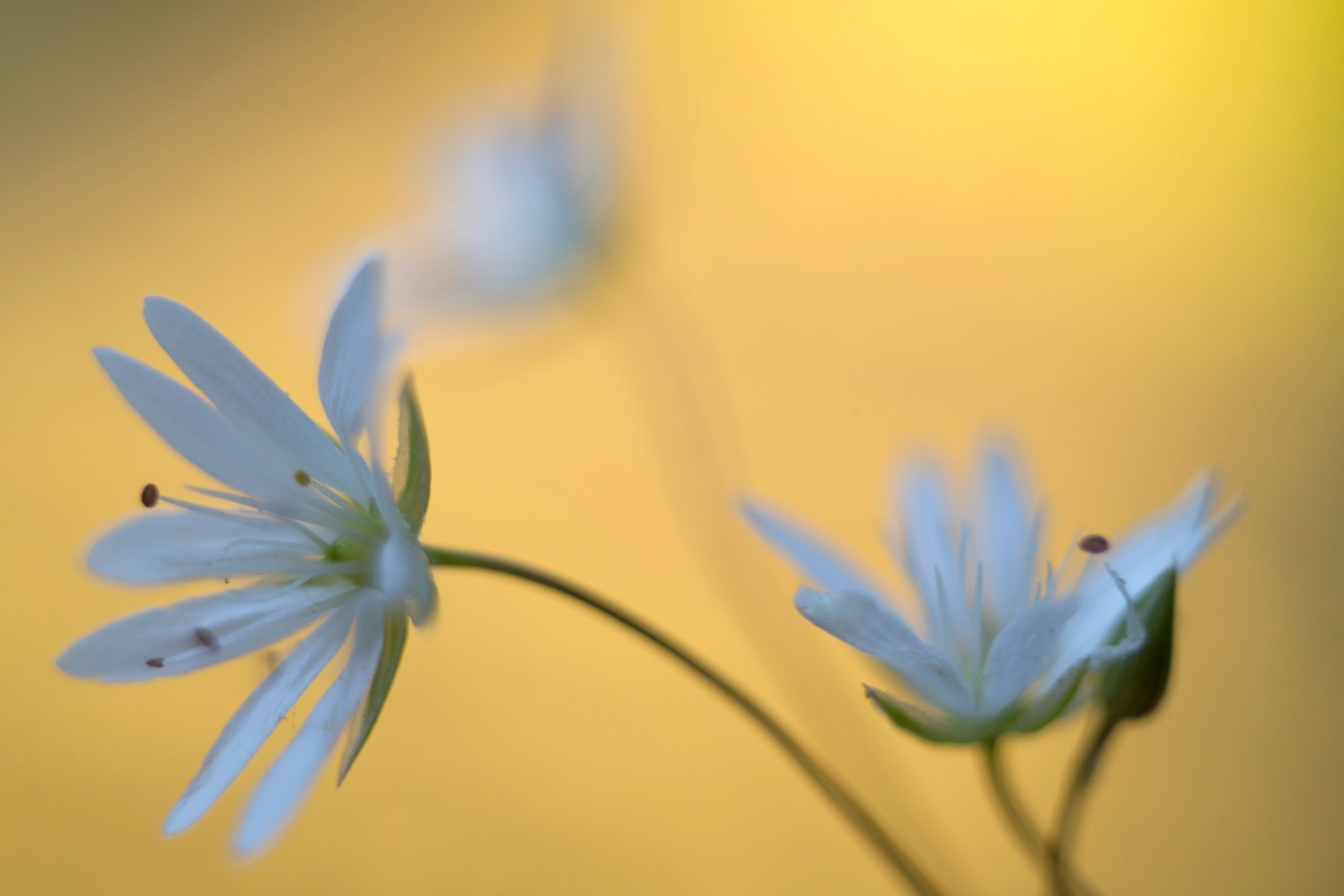 Макро. Фотограф Лагутин Анатолий
