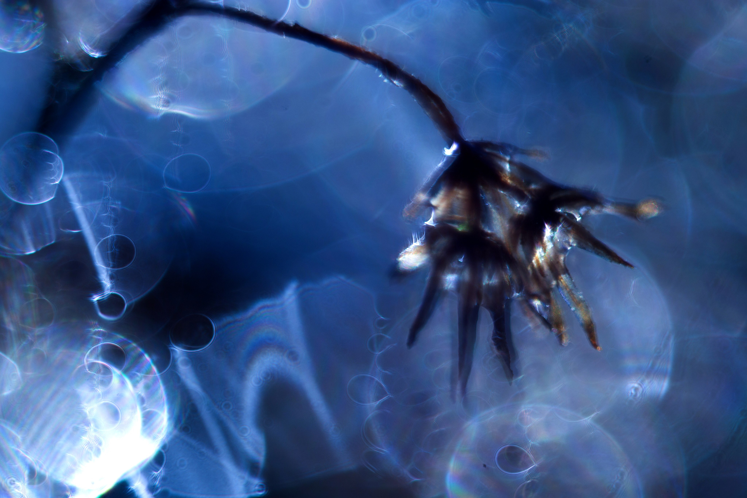 Макро. Фотограф Лагутин Анатолий