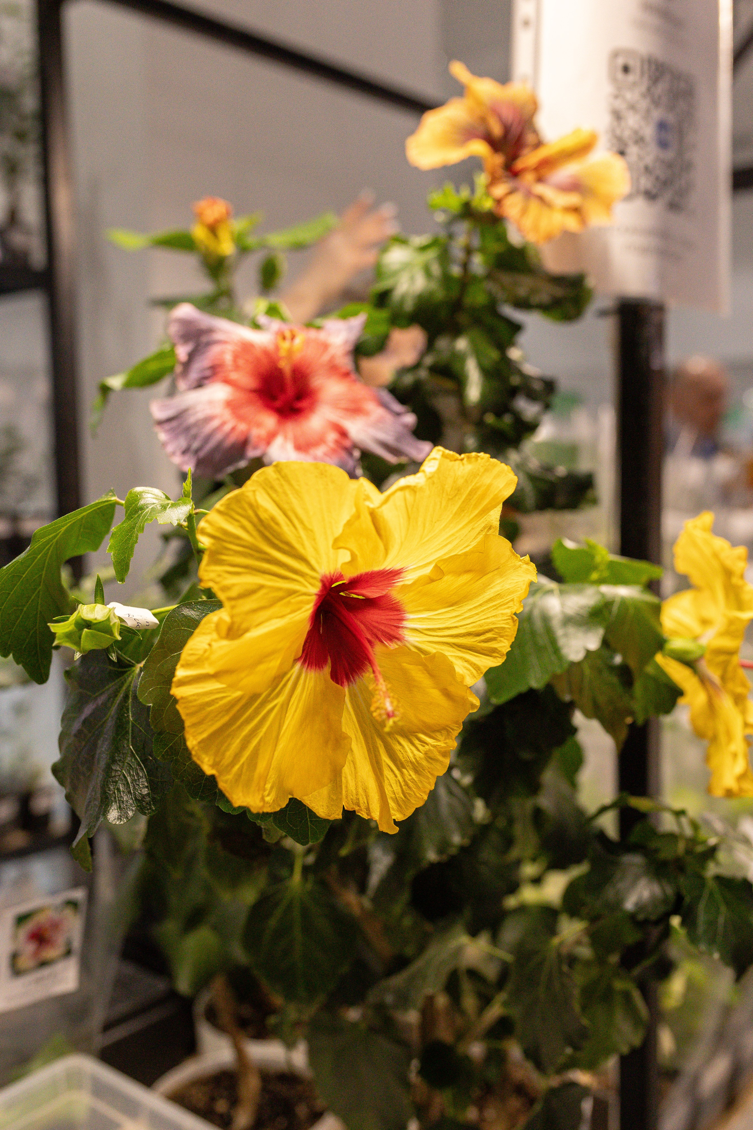 Орхидиум май 2025. Александра Куликова фотограф, Москва