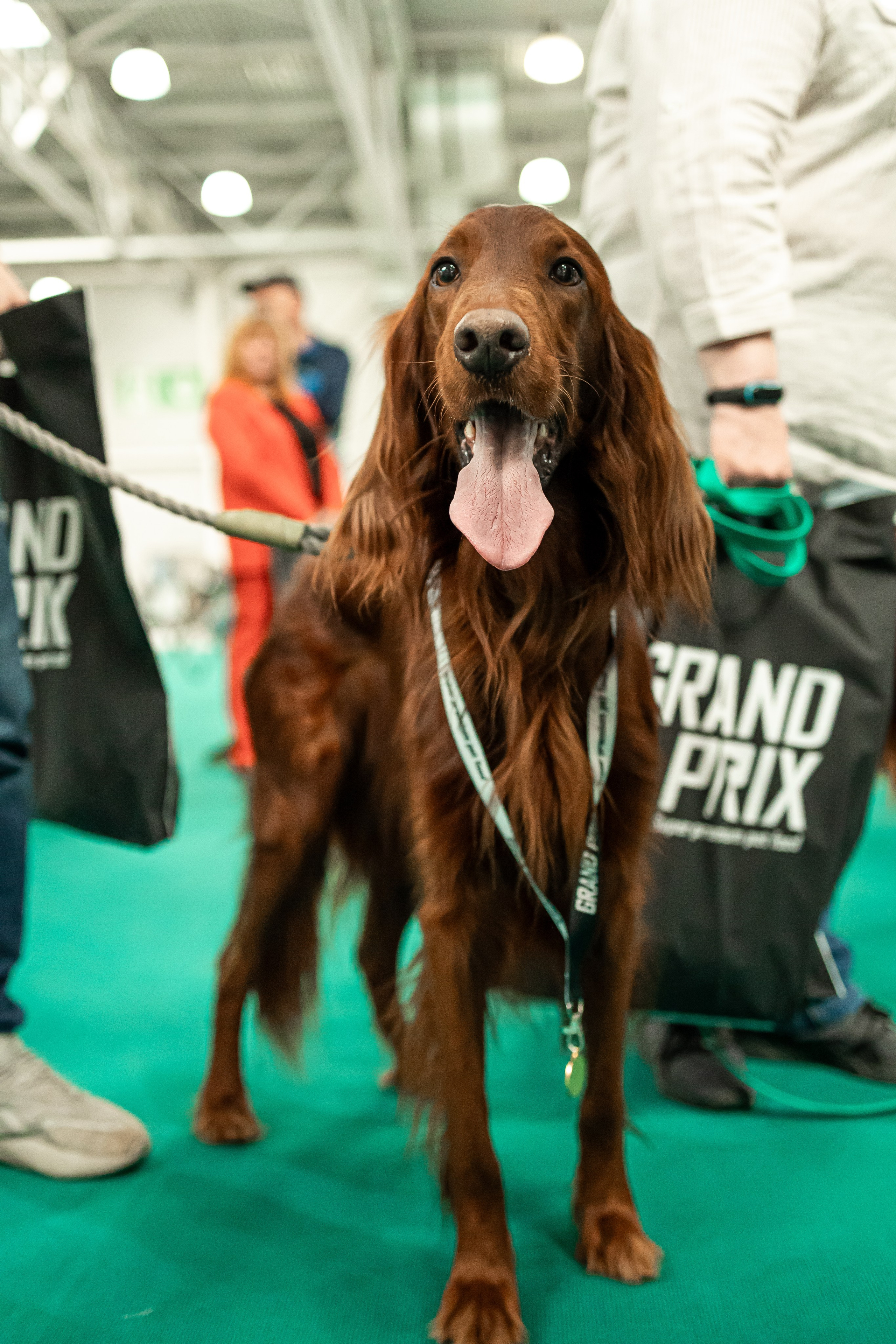 Выставка сеттеров 19.05.24