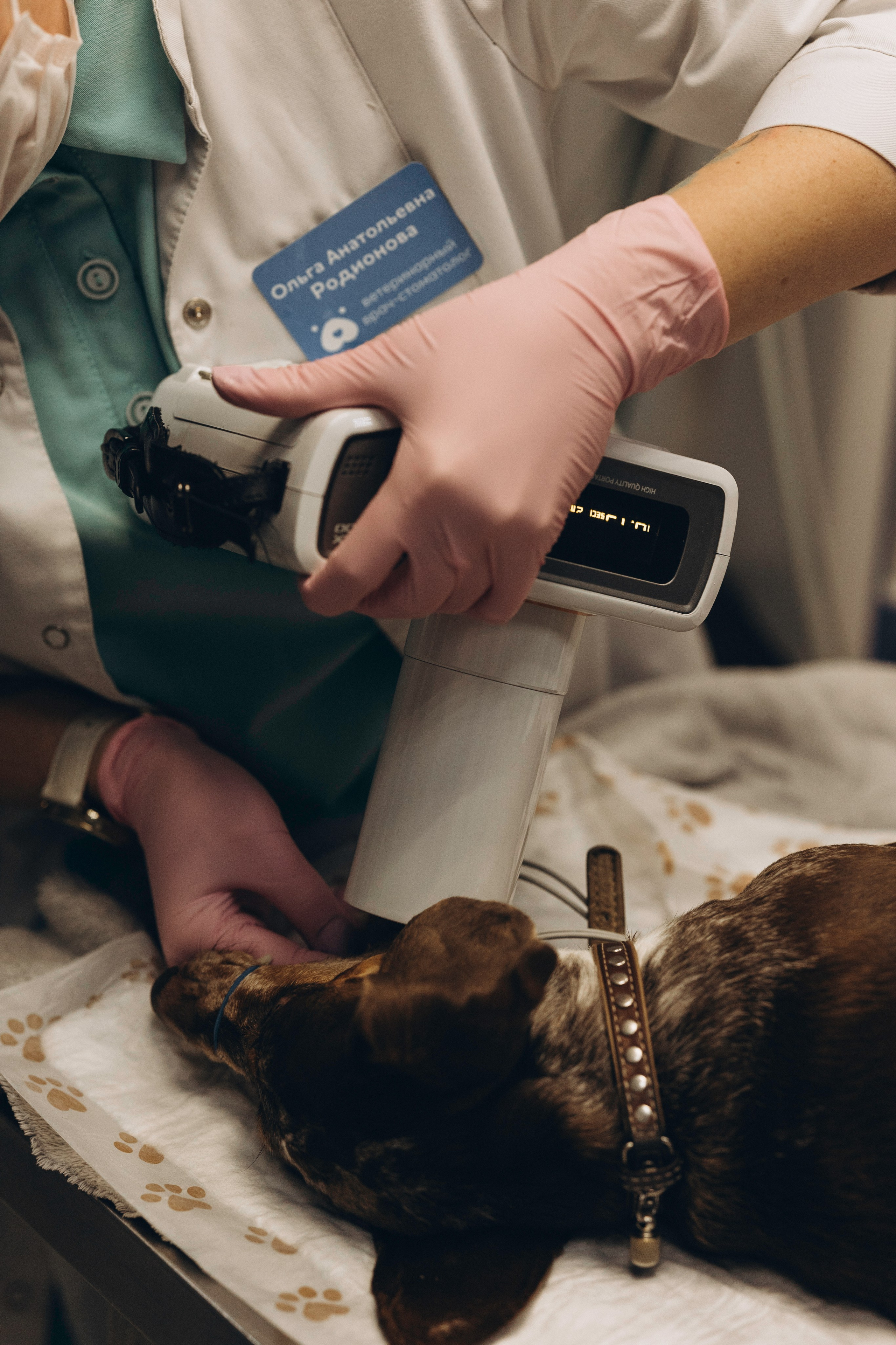 VetLife. Татьяна Афонина | Фотограф