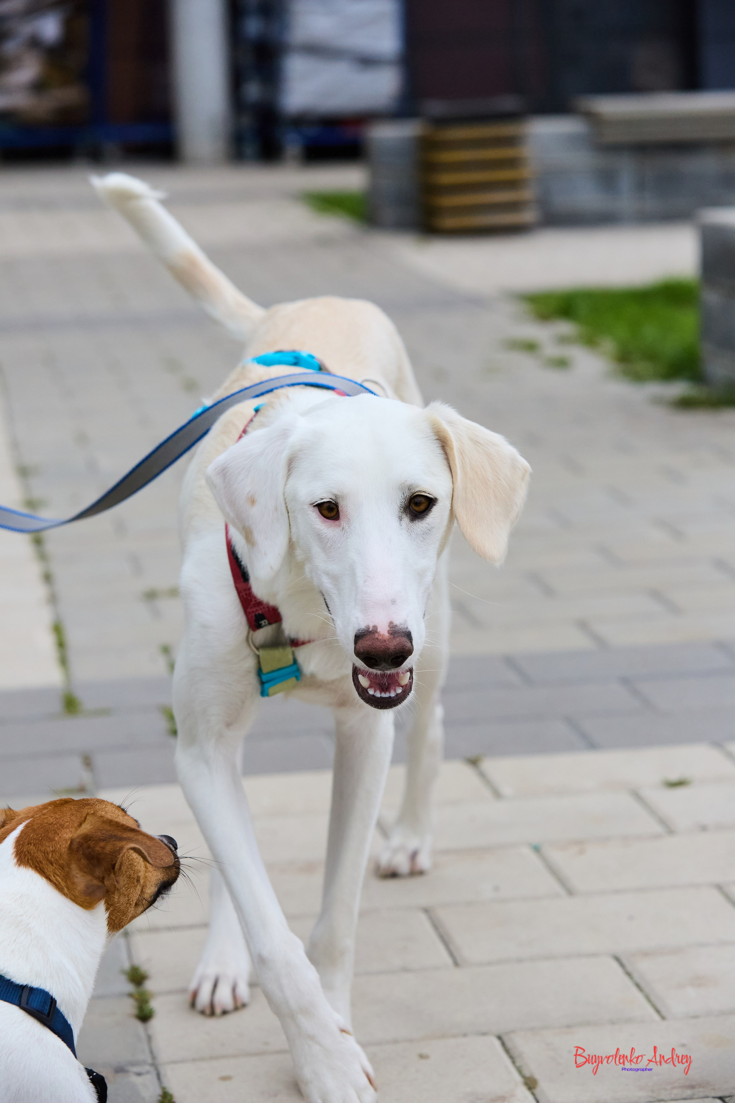 Проект фотопрогулка с хвостиком. Buyvolenko Andrey