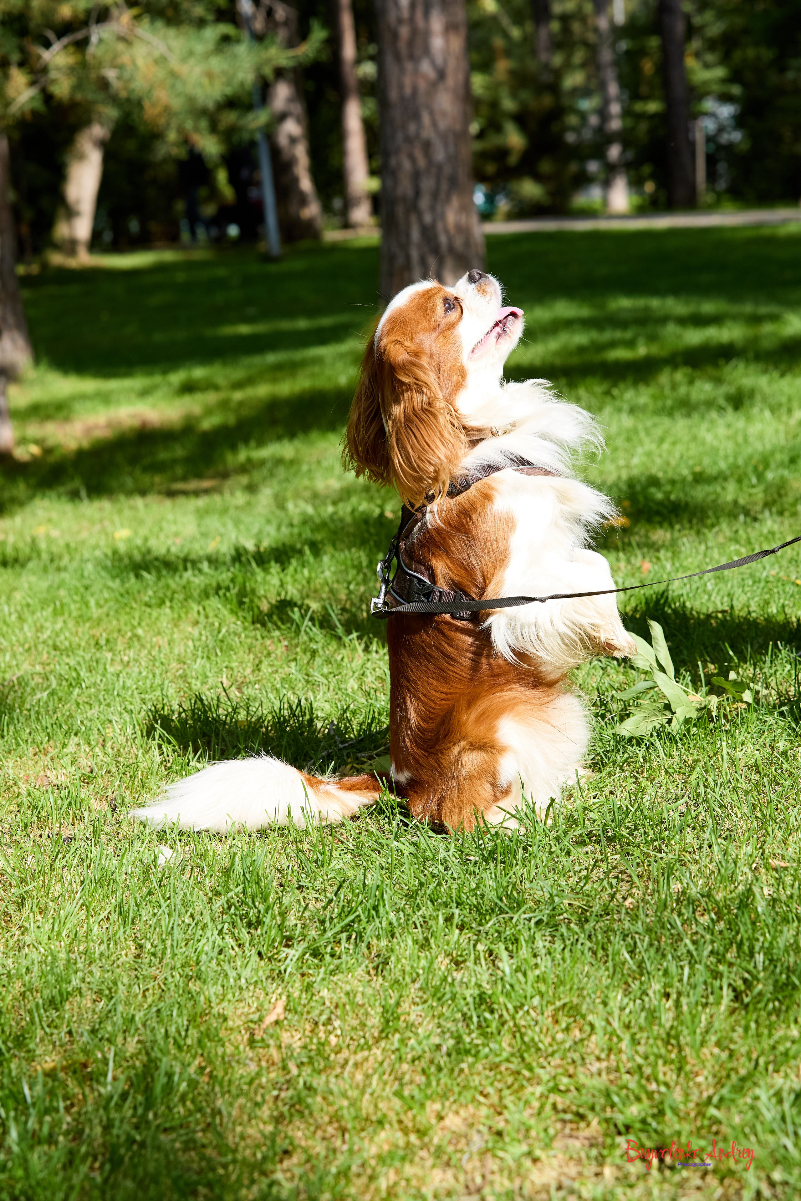 Фотопрогулка с кавалерами. Buyvolenko Andrey