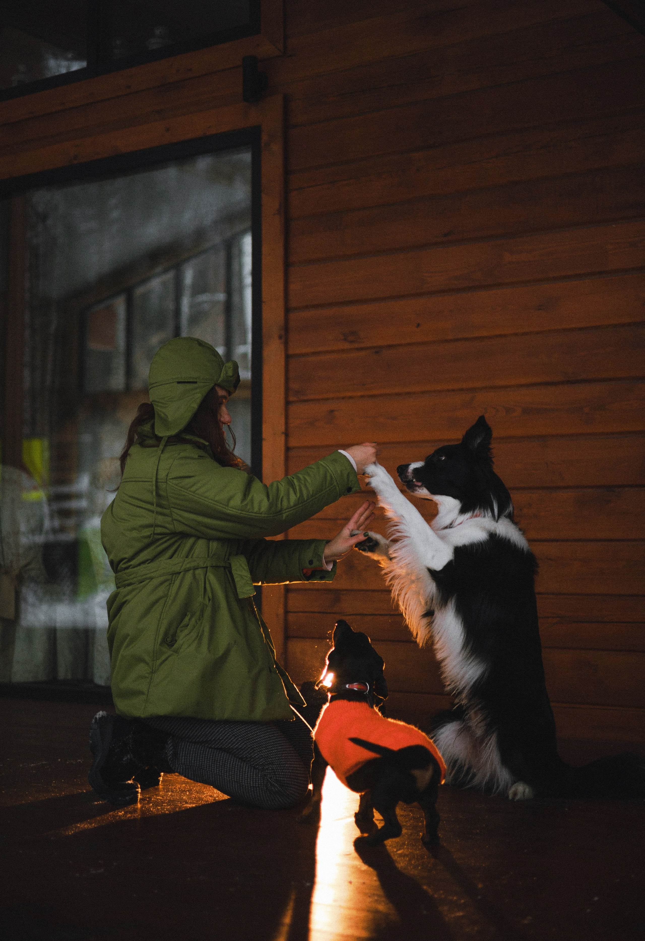 Маша, Рэм и Ньютон. Фотограф-анималист Богданова Полина
