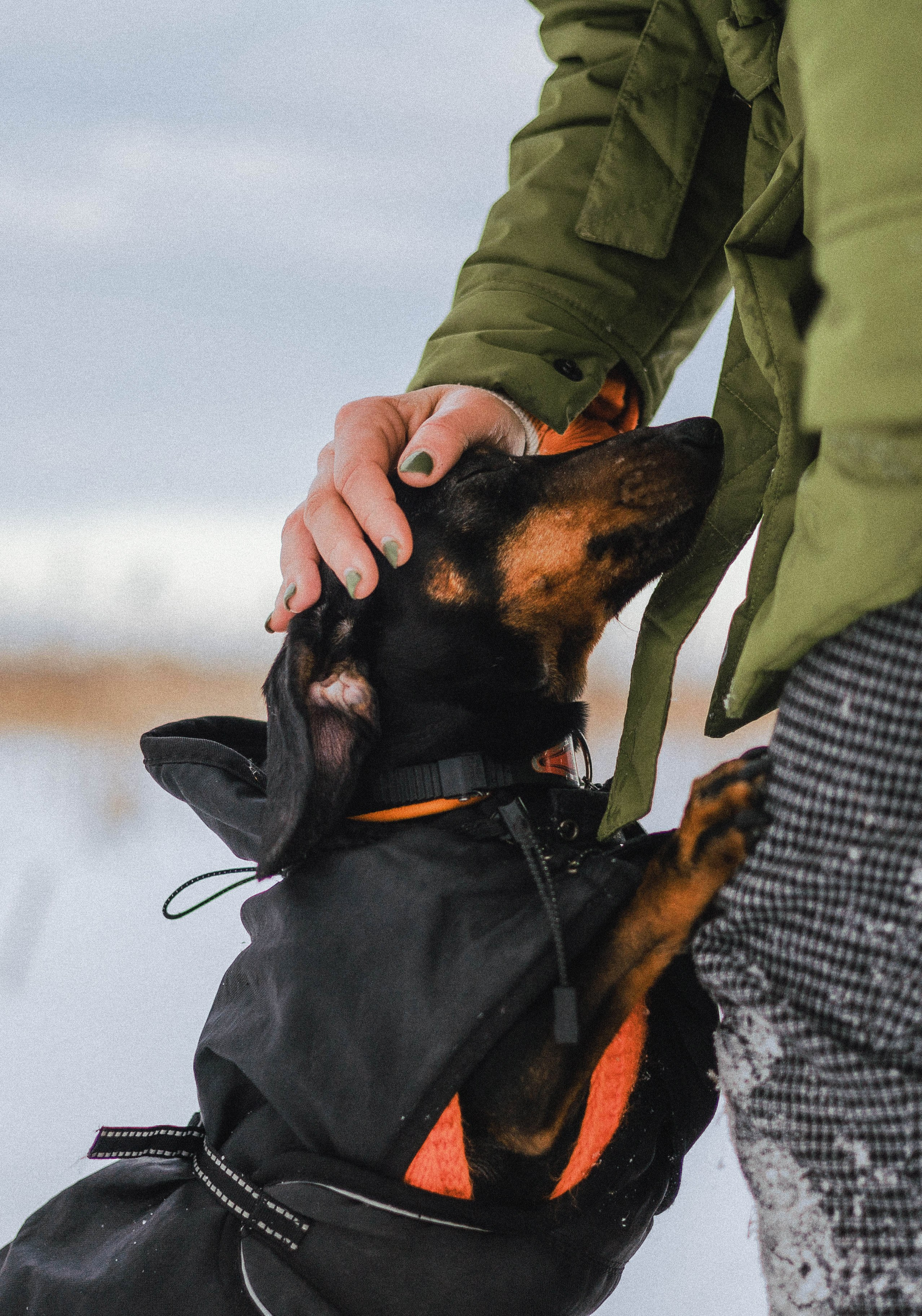 Маша, Рэм и Ньютон. Фотограф-анималист Богданова Полина