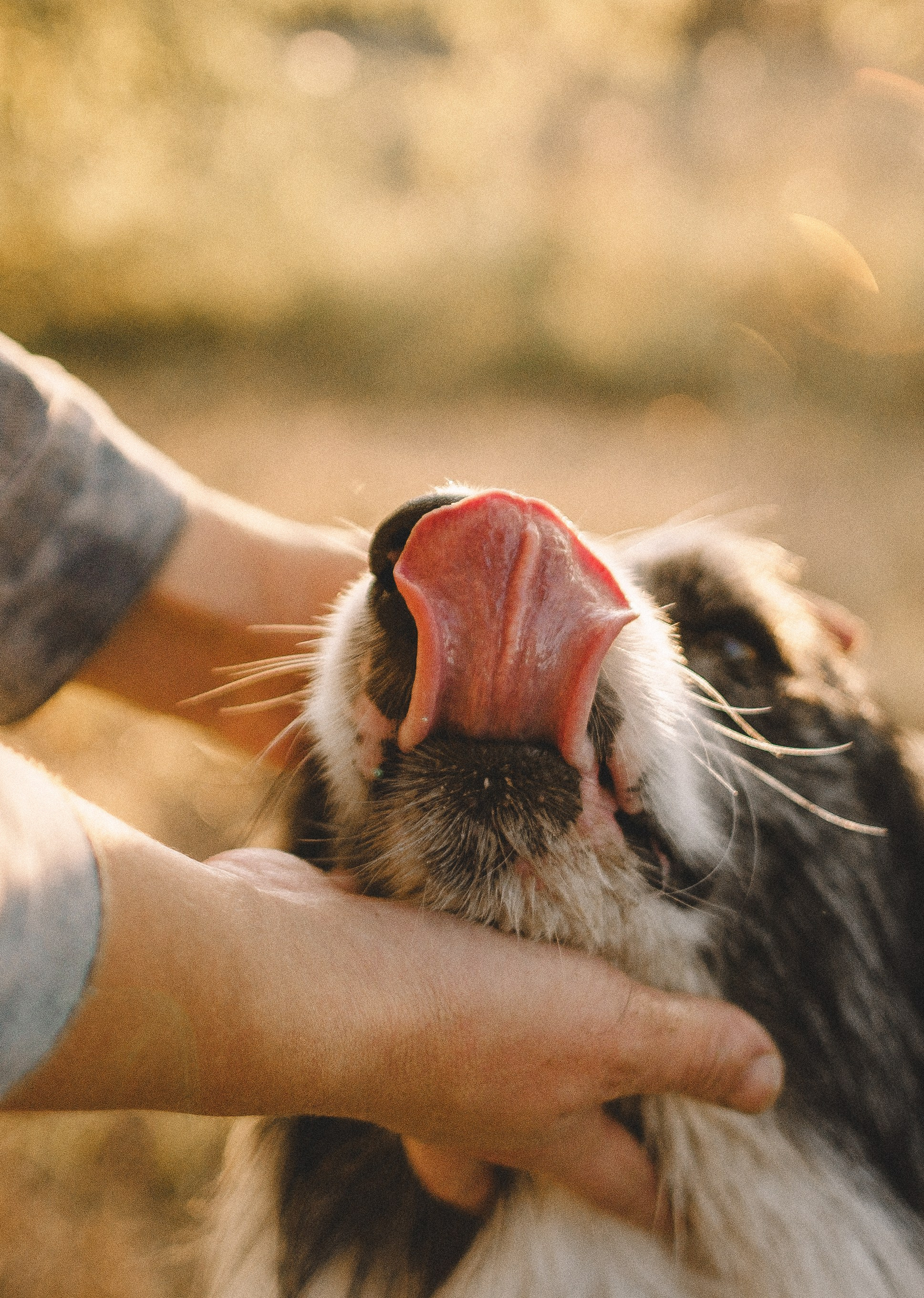 Таня и Бриллиант. Фотограф-анималист Богданова Полина