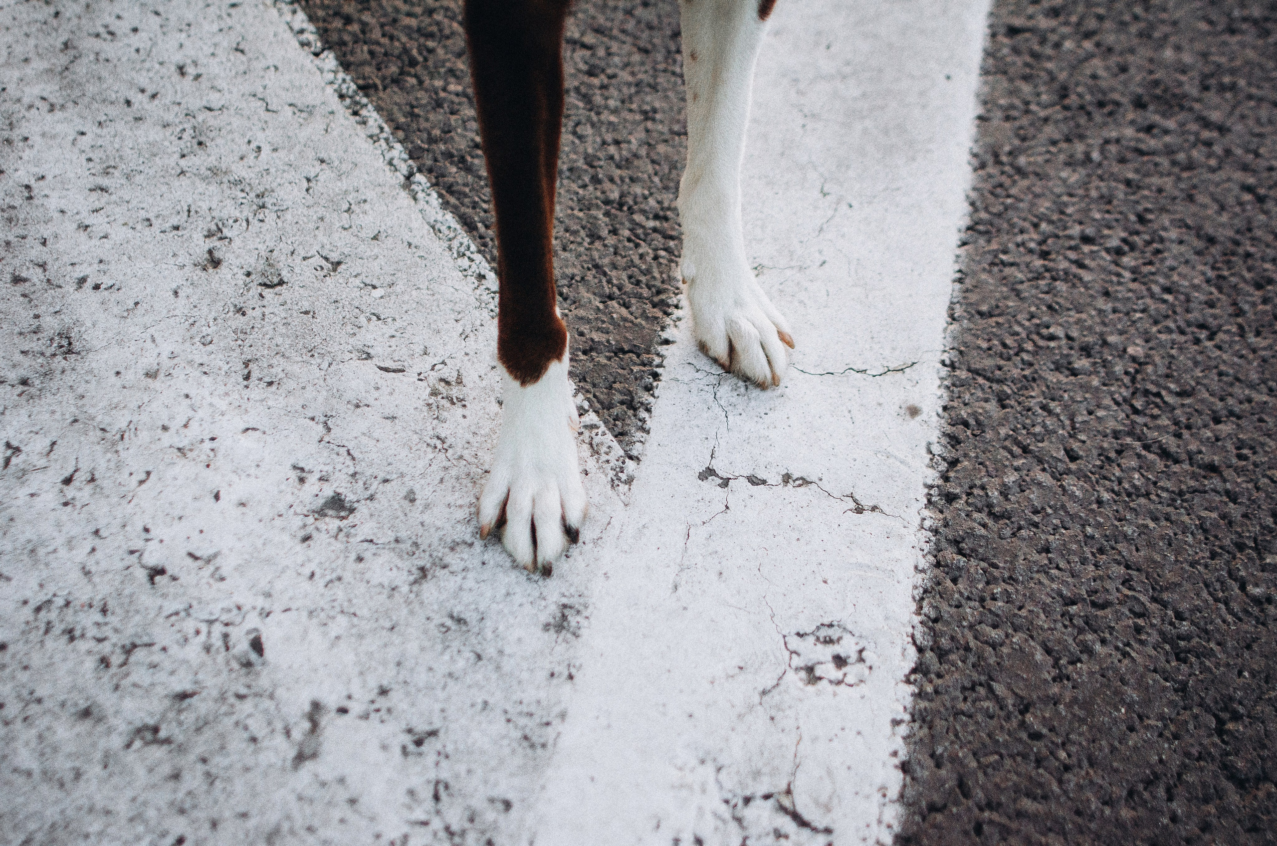 Вика и Эсса. Фотограф-анималист Богданова Полина