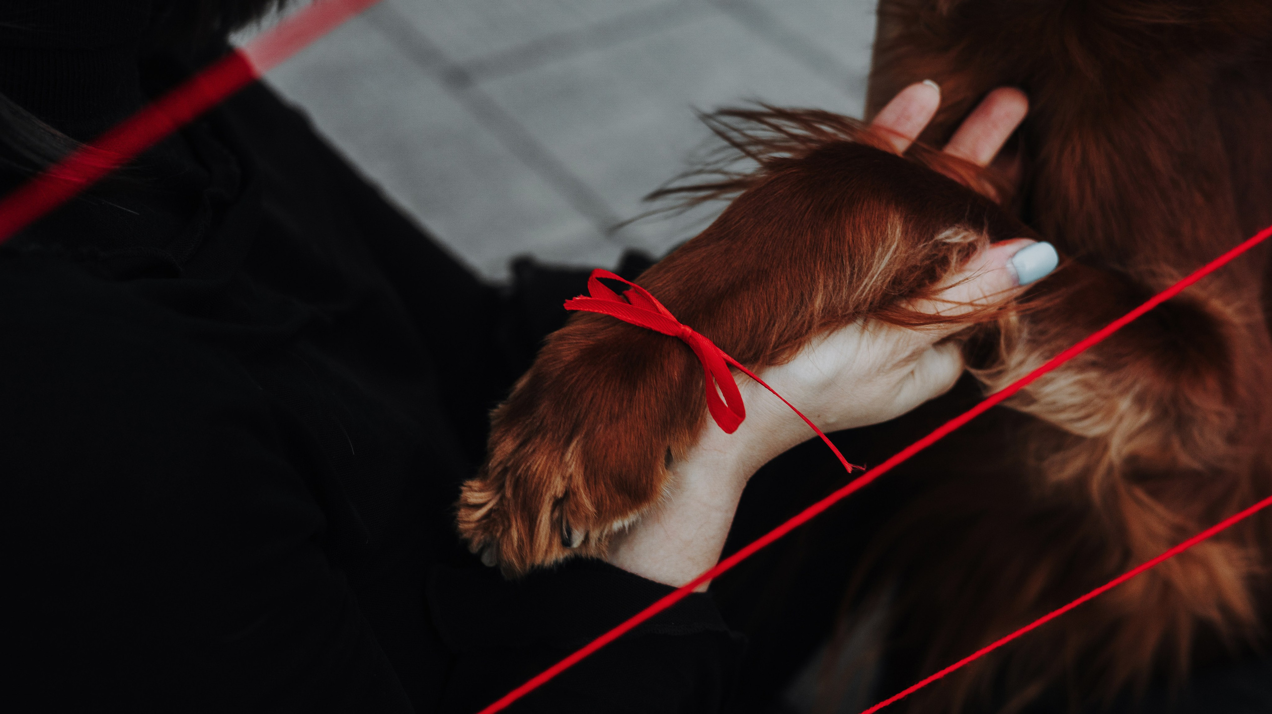 Маша и Лика. Фотограф-анималист Богданова Полина