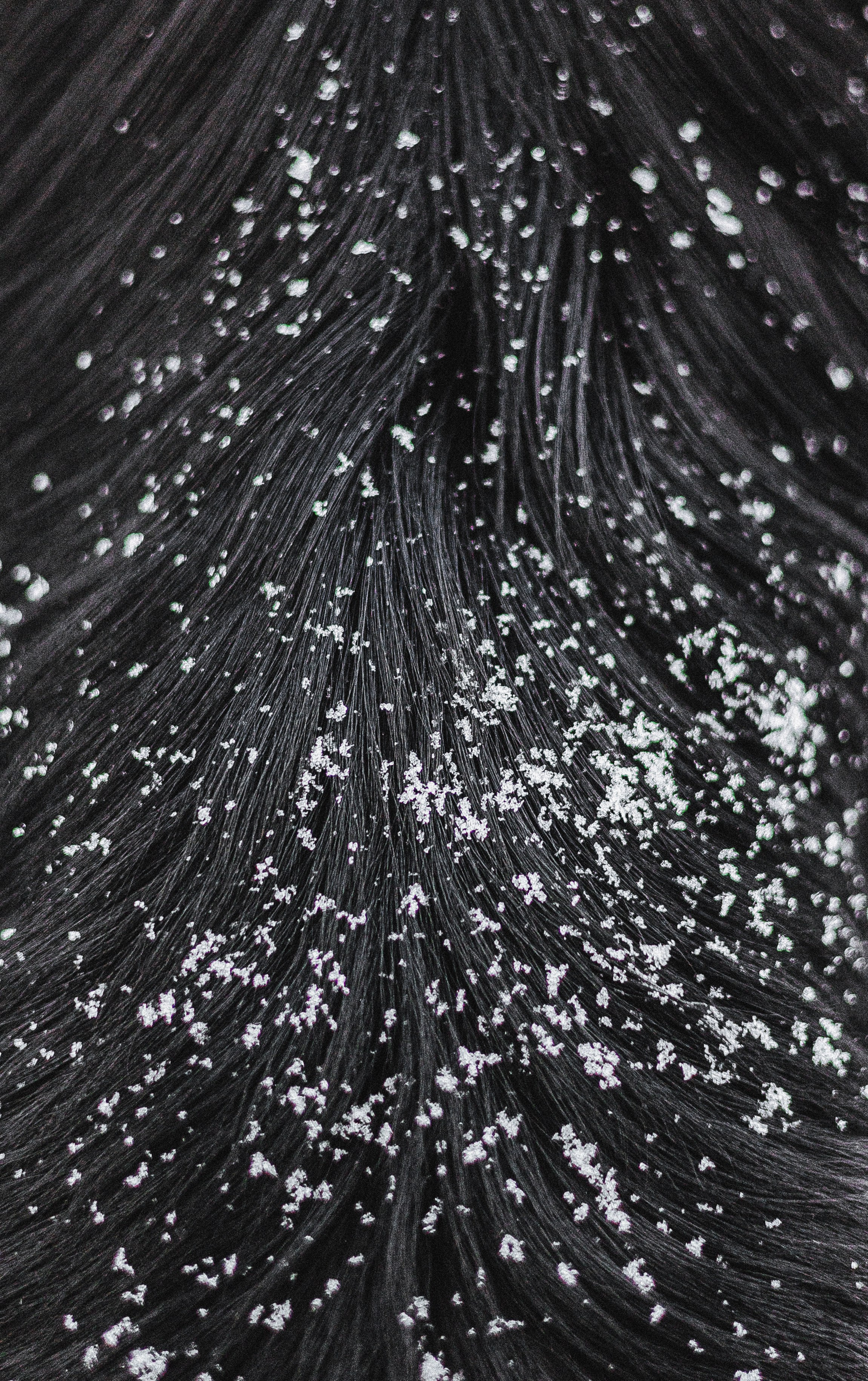 Маша, Рэм и Ньютон. Фотограф-анималист Богданова Полина