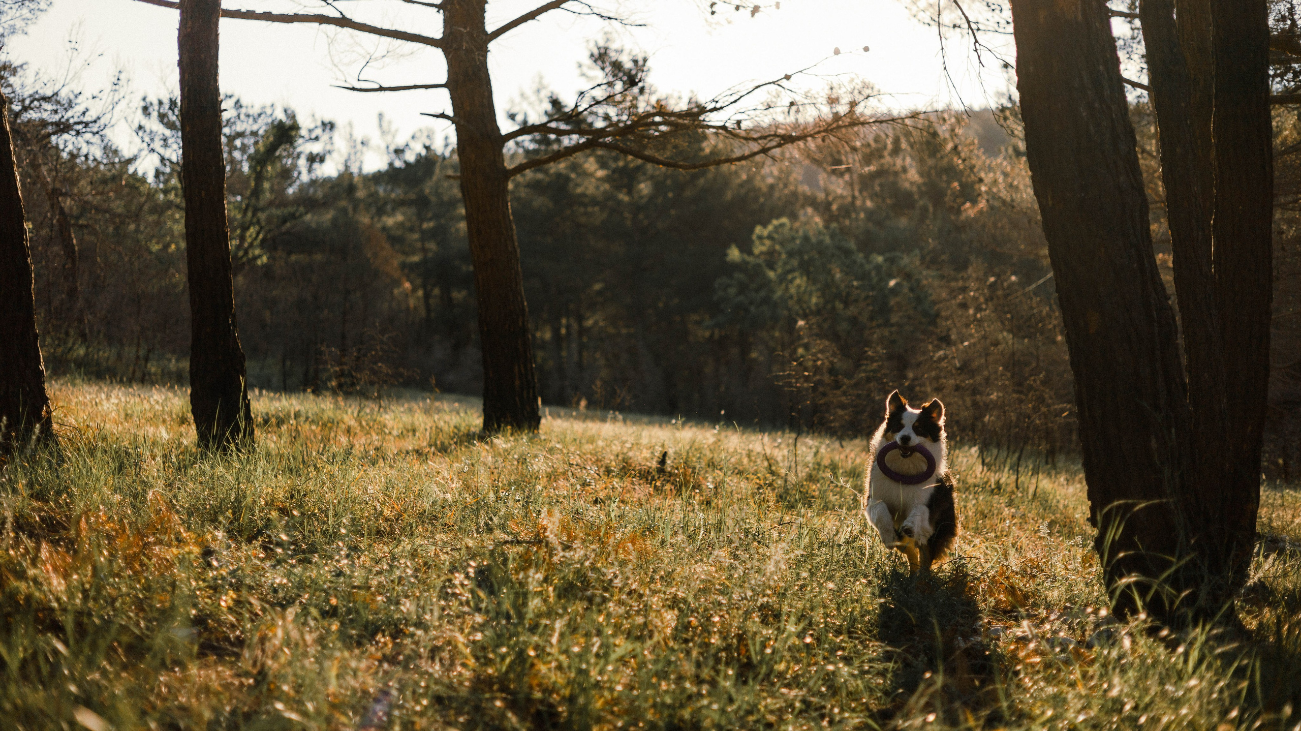 Ира и Джесс. Фотограф-анималист Богданова Полина